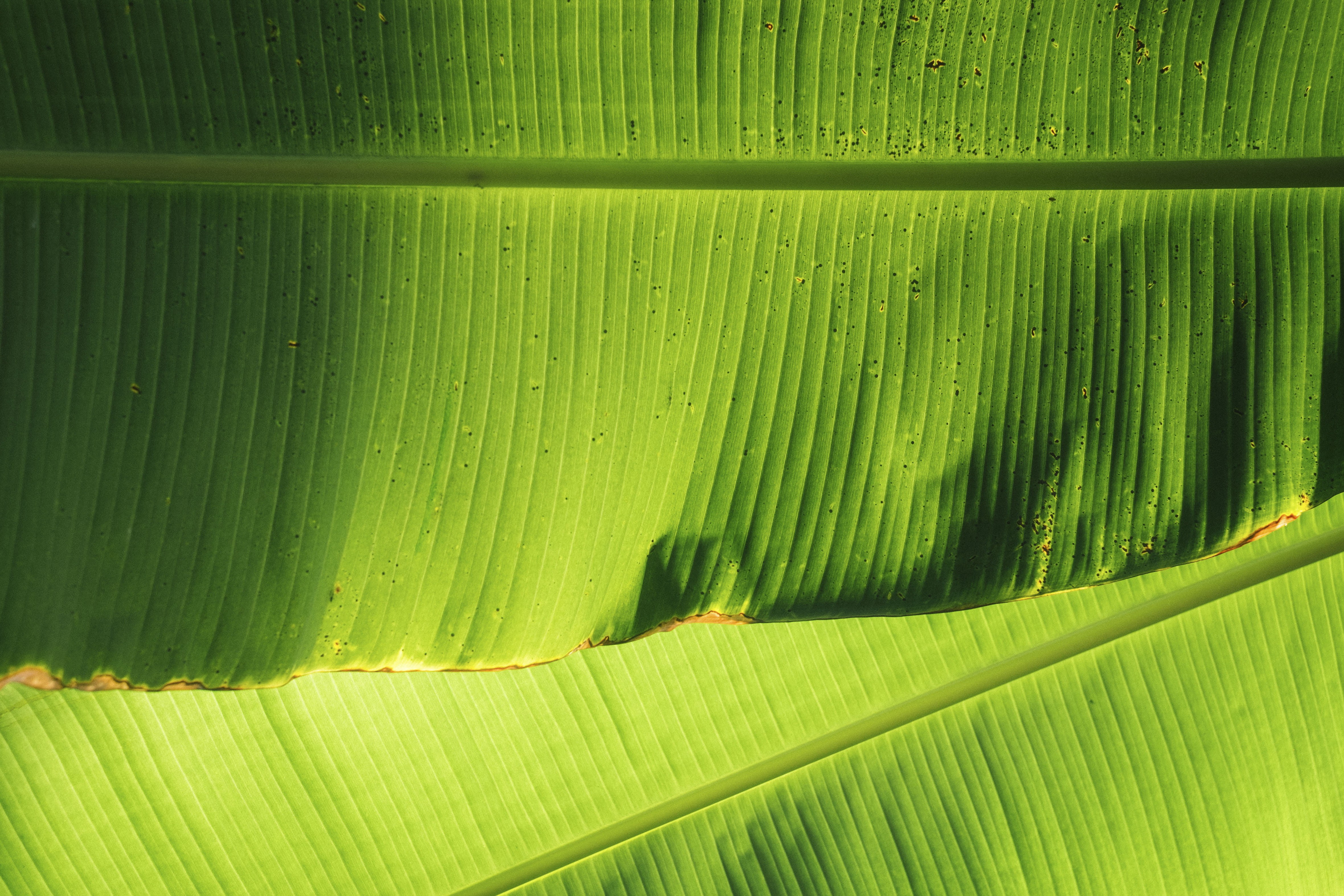 no people, leaf, nature, backgrounds, palm leaf, plant, full frame, beauty in nature, green, plant part, day, freshness, green color, close-up, tree, growth, HD Wallpaper