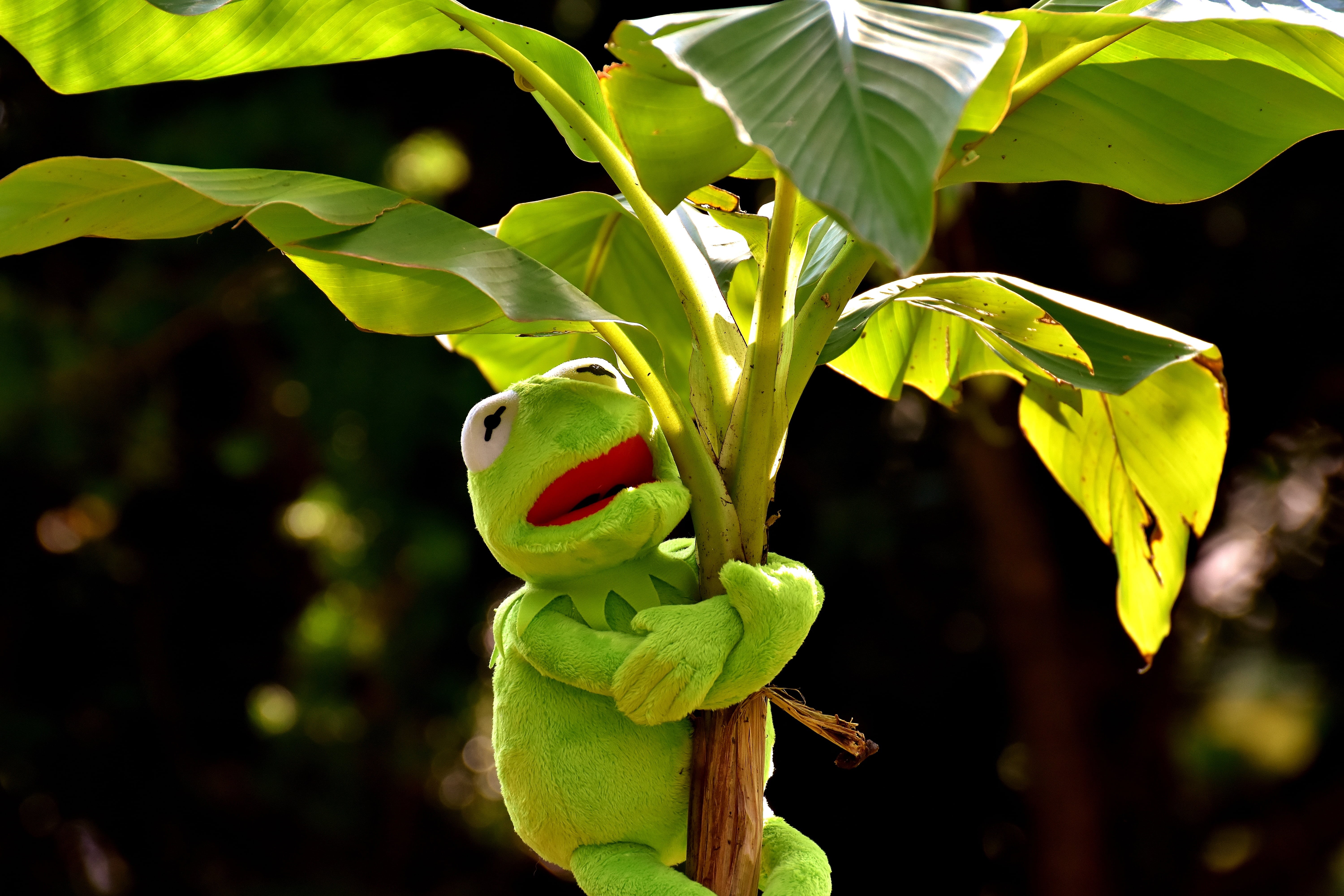 vegetable, banana, green, no people, hugging, stuffed animal, food and drink, animal wildlife, soft toy, animal, outdoors, plant, 5K, funny, banana leaves, HD Wallpaper
