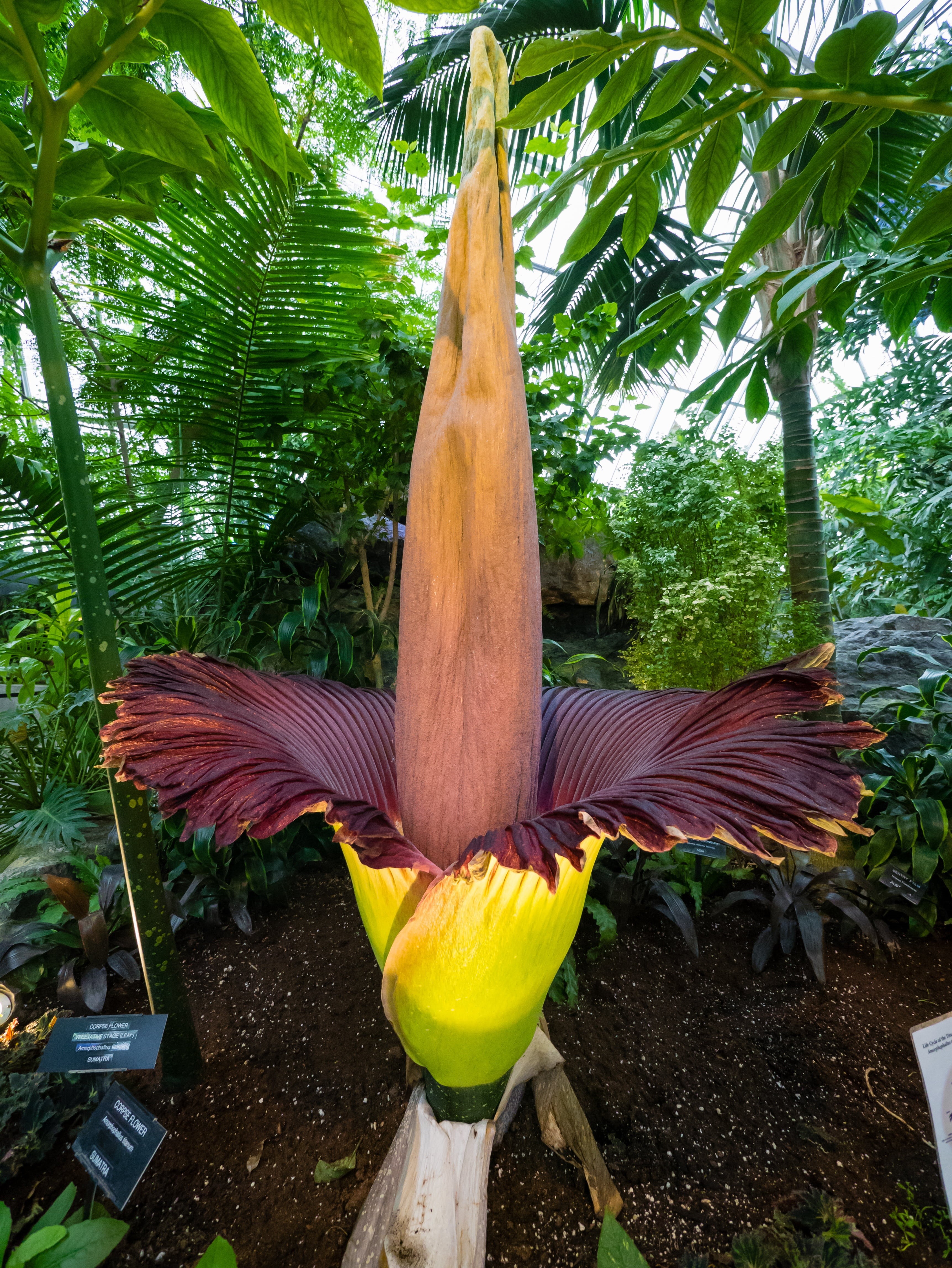 giant alocasia, the corpse flower titan konjac, tropical climate, leaf, outdoors, beauty in nature, freshness, 4K, park, tree, flowering plant, flower, Phone HD Wallpaper