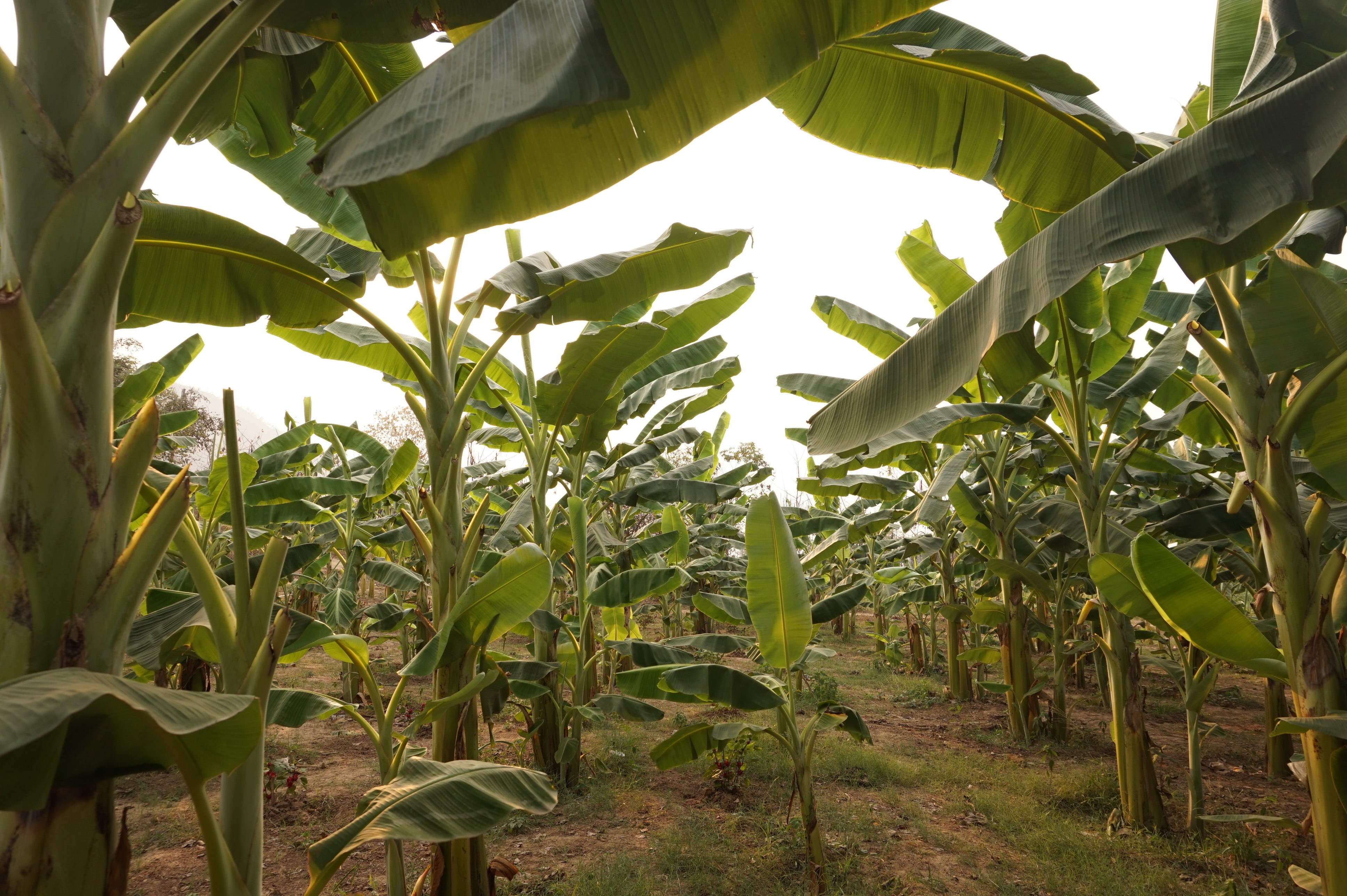 green, tourism, grow, green color, asia, sky, land, food, no people, crop, corn, outdoor, agriculture, culture, traveling, outdoors, field, southeast asia, HD Wallpaper