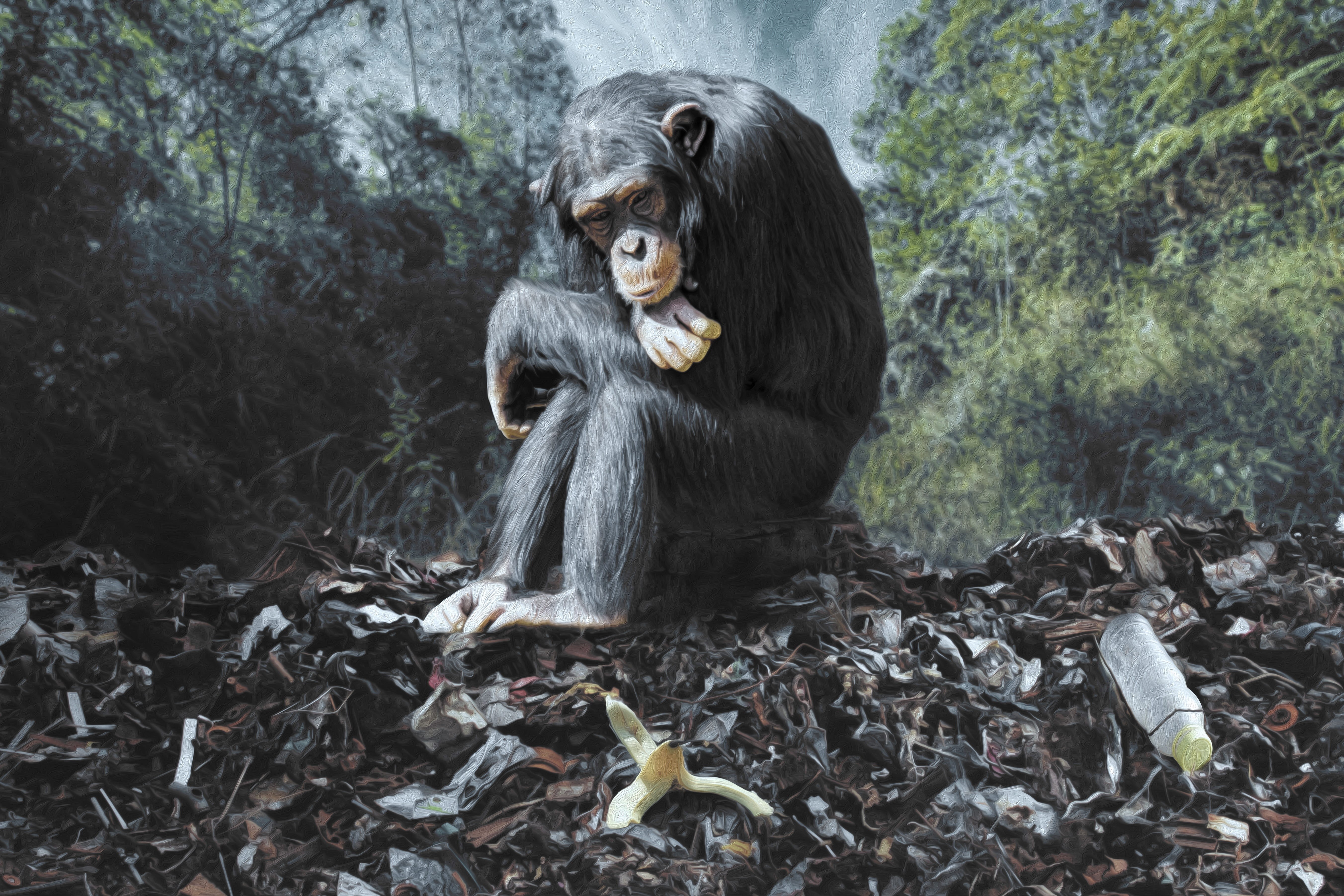 nature conservation, animal world, one animal, monkey, trash mountain, leaf, vertebrate, mammal, animal wildlife, food, environment, animal themes, trees, HD Wallpaper