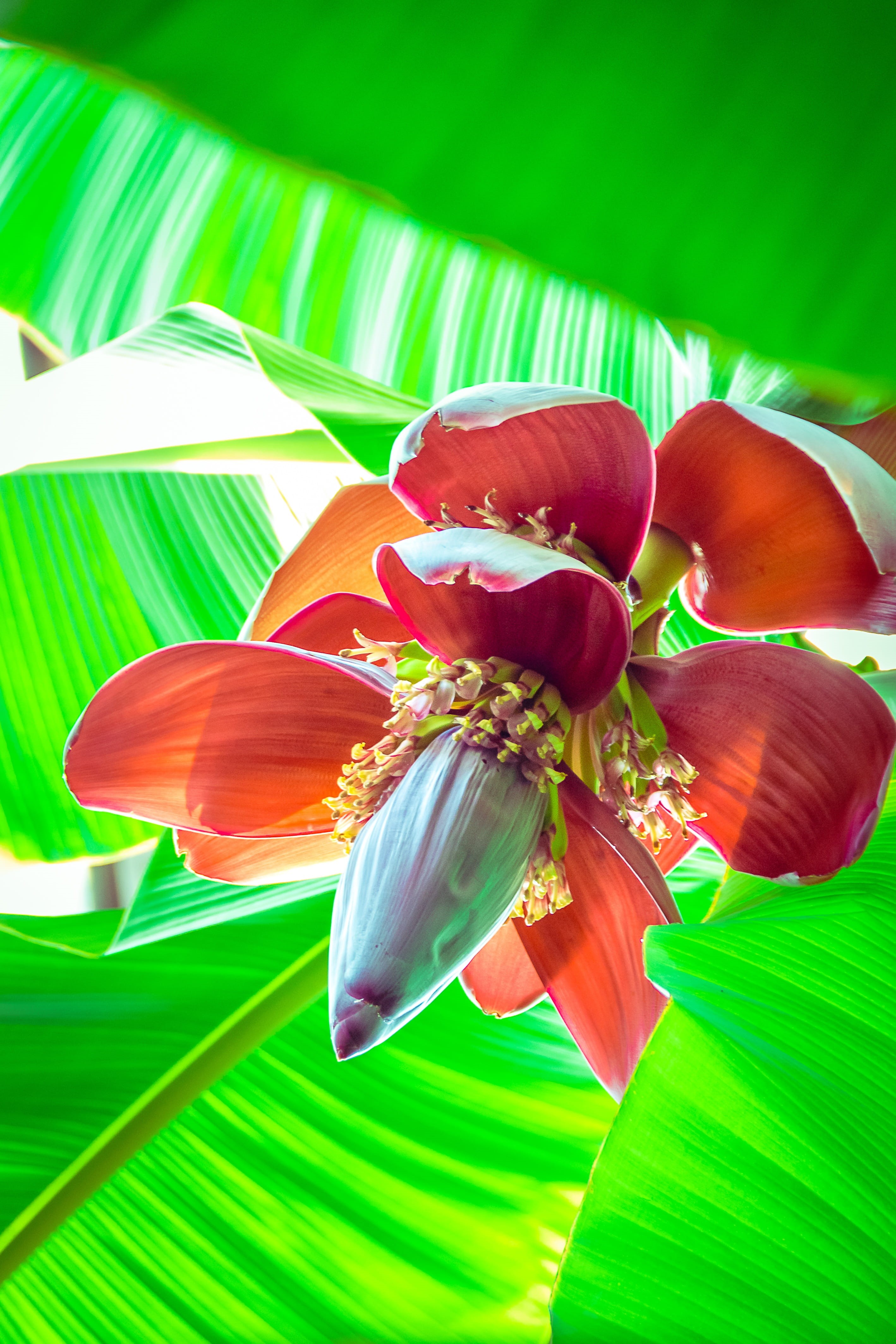 inflorescence, beauty in nature, 4K, plant, leaf, palm leaf, outdoors, green, garden, greenhouse, mellowness, flowering plant, flower, wood, no people, Phone HD Wallpaper