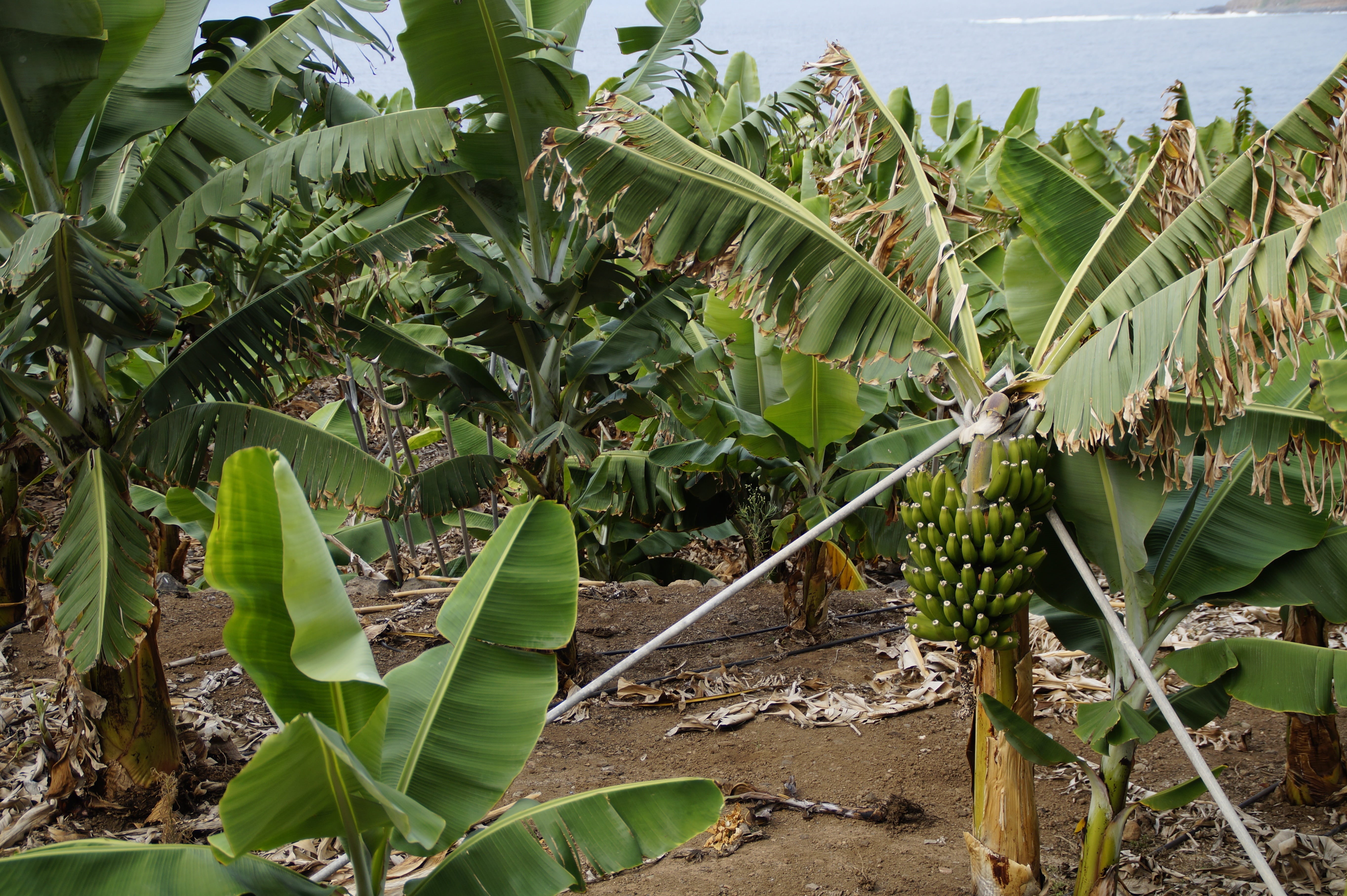 cultivation, tropical Climate, rural scene, bananas, no people, banana, banana cultivation, banana leaf, nature, plant part, plant, leaves, banana plant, HD Wallpaper
