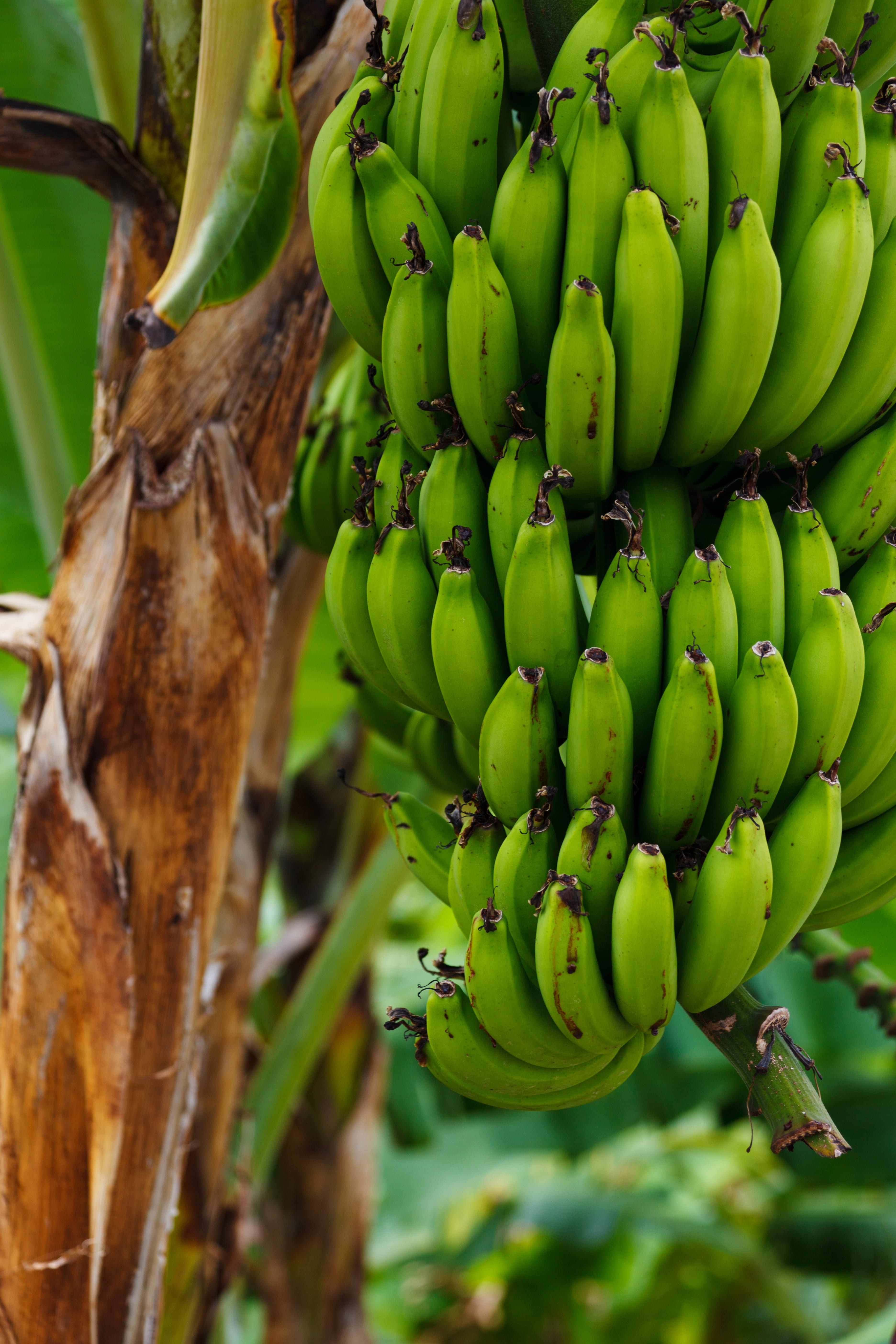 plant, food, agriculture, day, tropical, unripe, green, wellbeing, beauty in nature, growth, nature, food and drink, crop, freshness, fresh, tree, outdoors, Phone HD Wallpaper