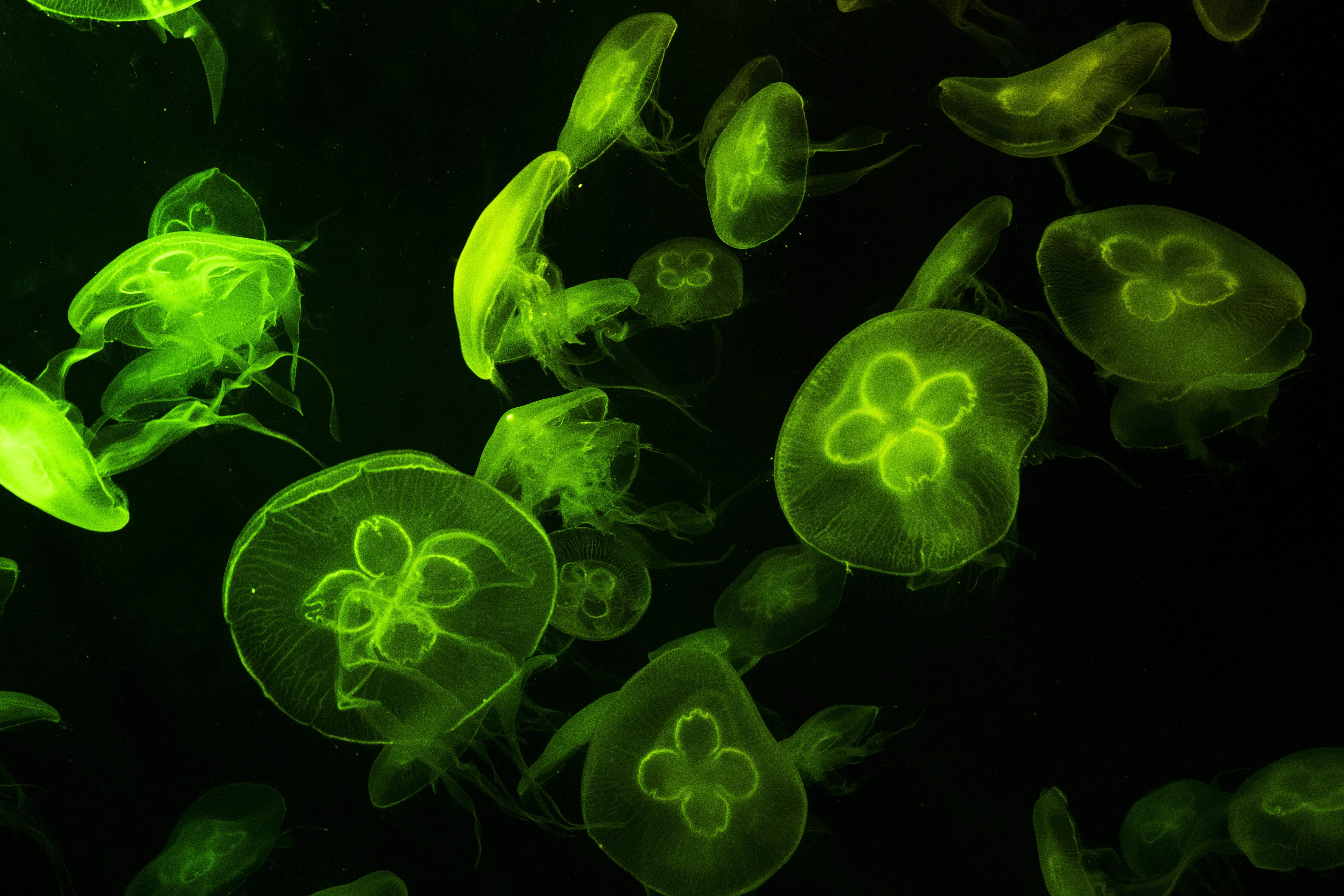 animal, jelly, animals in the wild, water, medicine, nature, luminosity, no people, group of animals, fish, undersea, transparent, sea animal, sea, black background, HD Wallpaper
