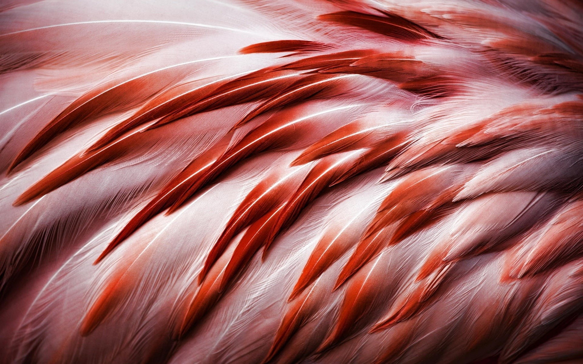 1080P, Bird, Feathers, Flamingo, HD Wallpaper
