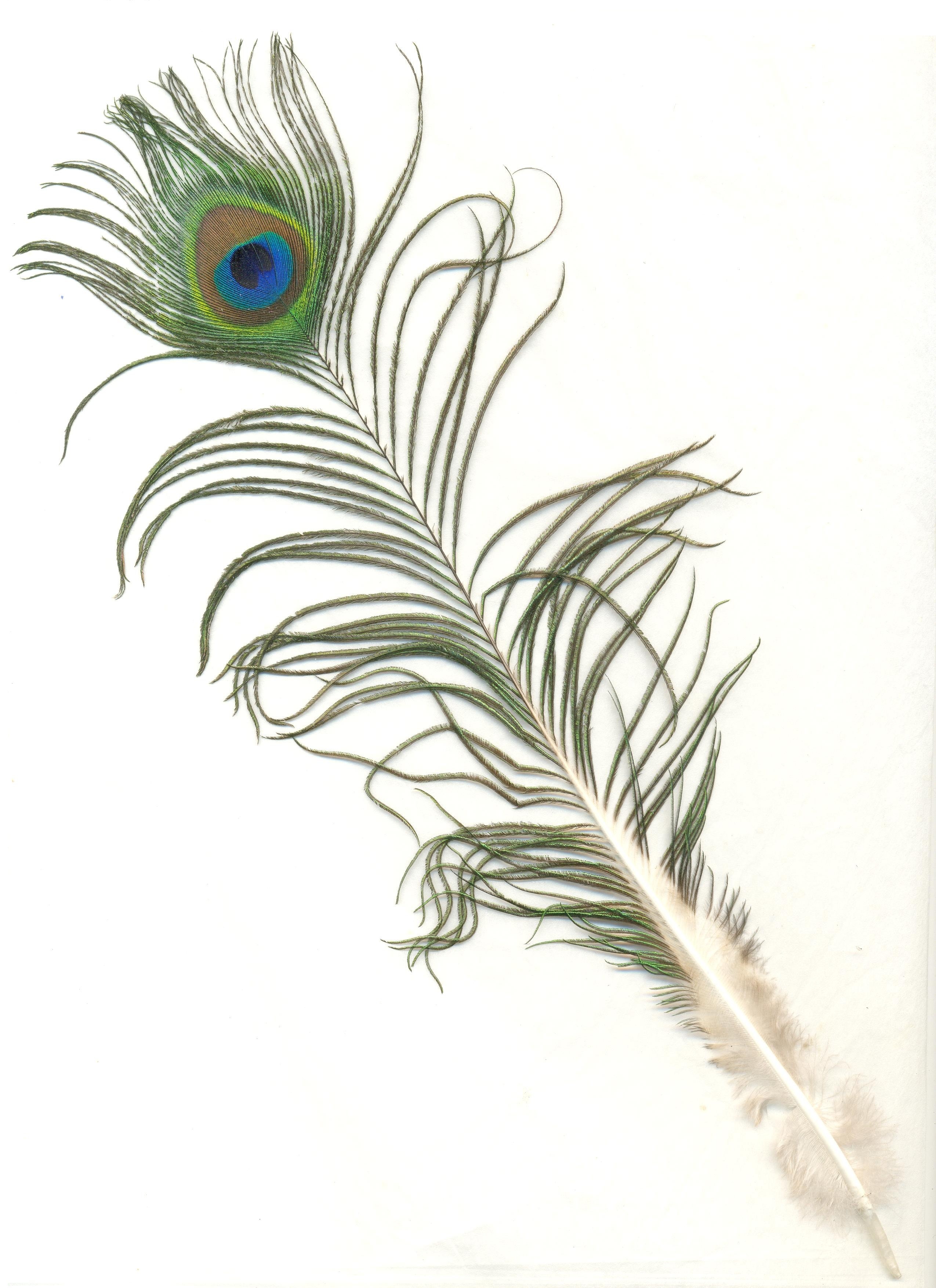 white background, white color, turquoise, feather, white, indoors, bird, day, plumage, blue, plant, texture, peacock, colorful, still life, pattern, fowl, Phone HD Wallpaper