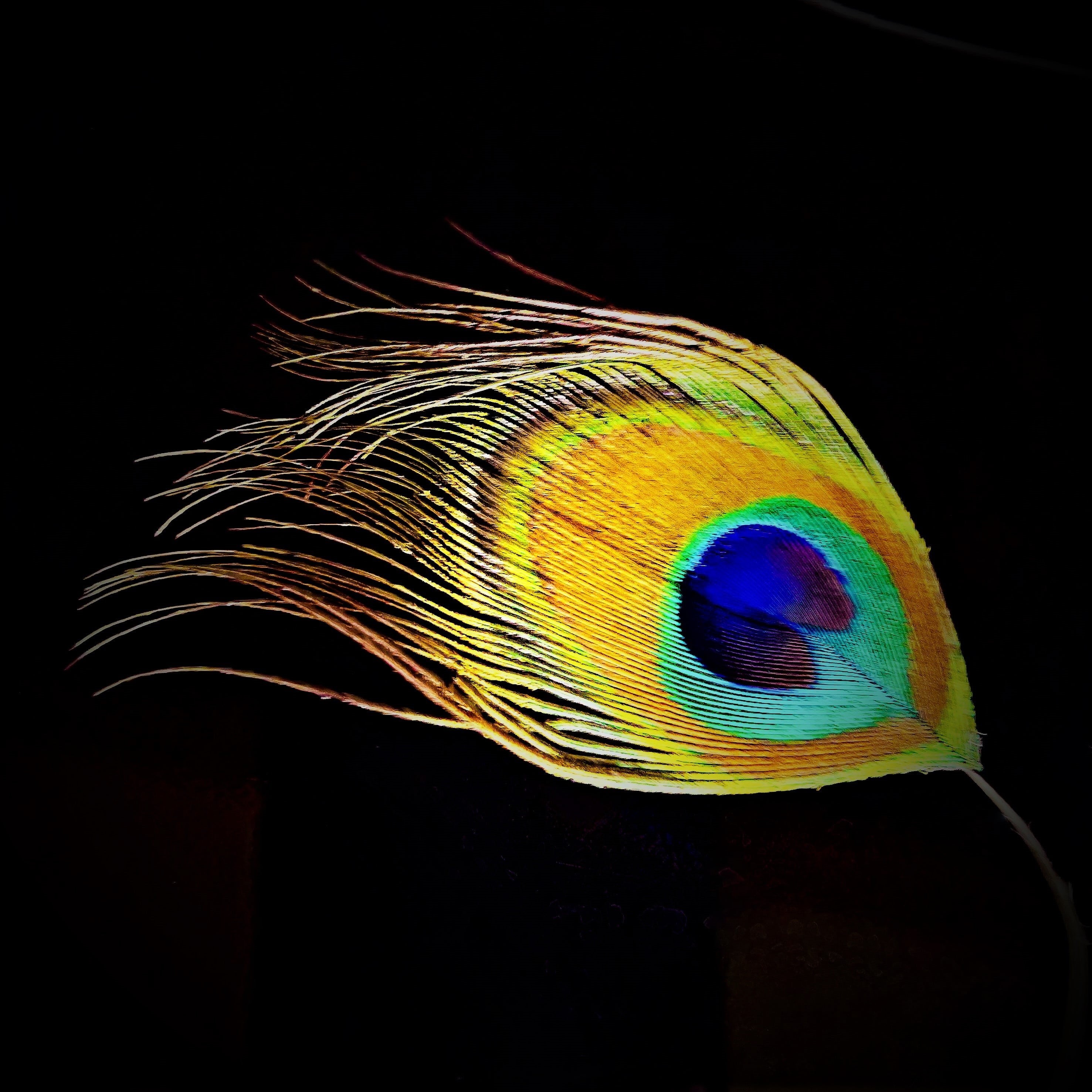 nature, animal wildlife, spring, blue, feather, yellow, animals in the wild, vertebrate, no people, studio shot, single spring, fine, multi colored, purple, Phone HD Wallpaper