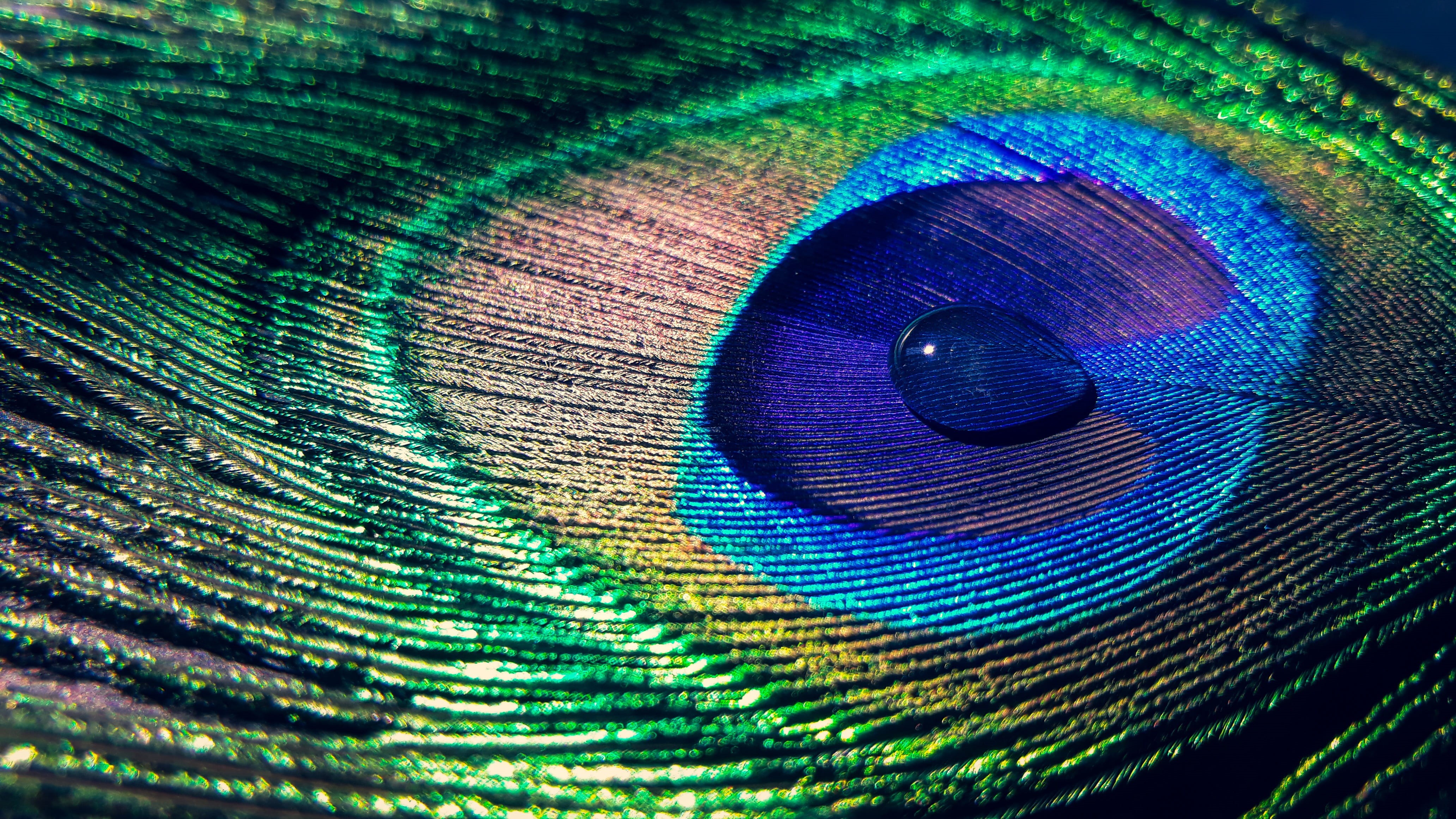 feather, pattern, softness, close-up, vulnerability, green color, backgrounds, full frame, bird, no people, lightweight, multi colored, photography, colourful, HD Wallpaper