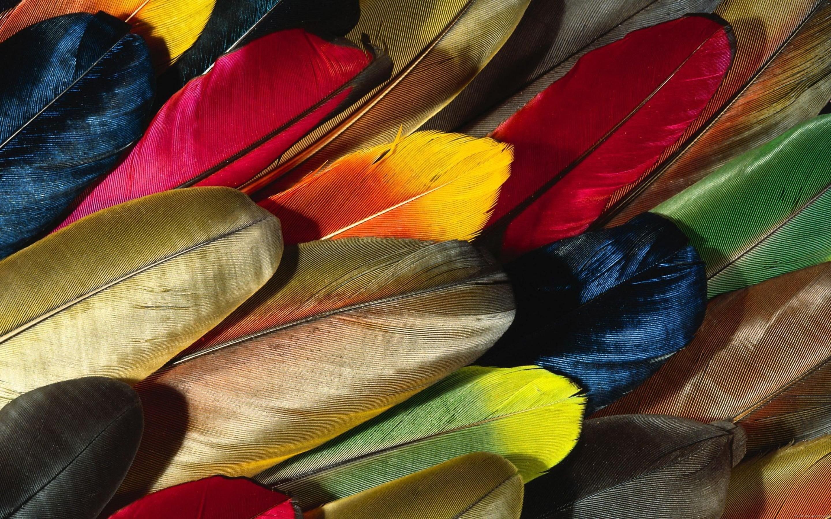 color, parrot, animal, assorted, feathers, plume, diverse, 2K, colorful, feather, HD Wallpaper