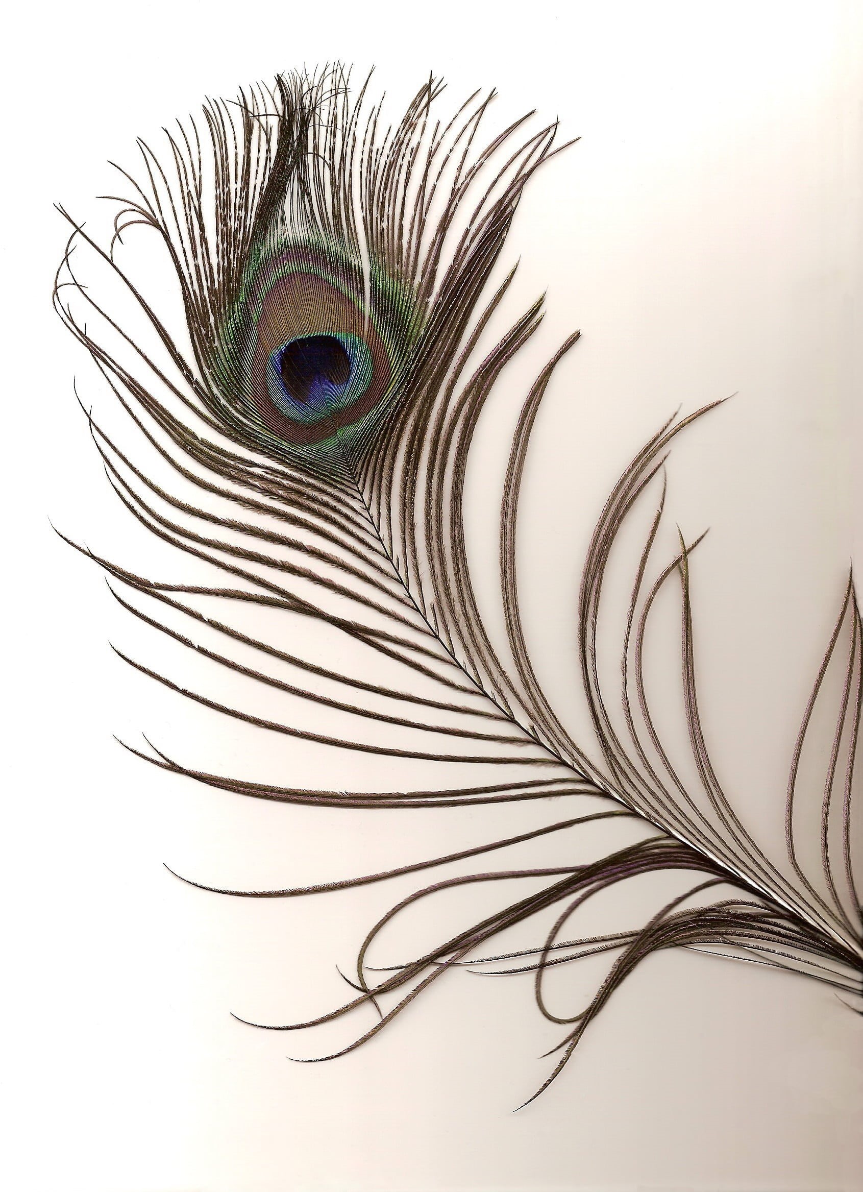 nature, fragility, animal, texture, male, multi colored, innocence, no people, white background, surface, abstract, feather, indoors, blue, peacock, color, Phone HD Wallpaper