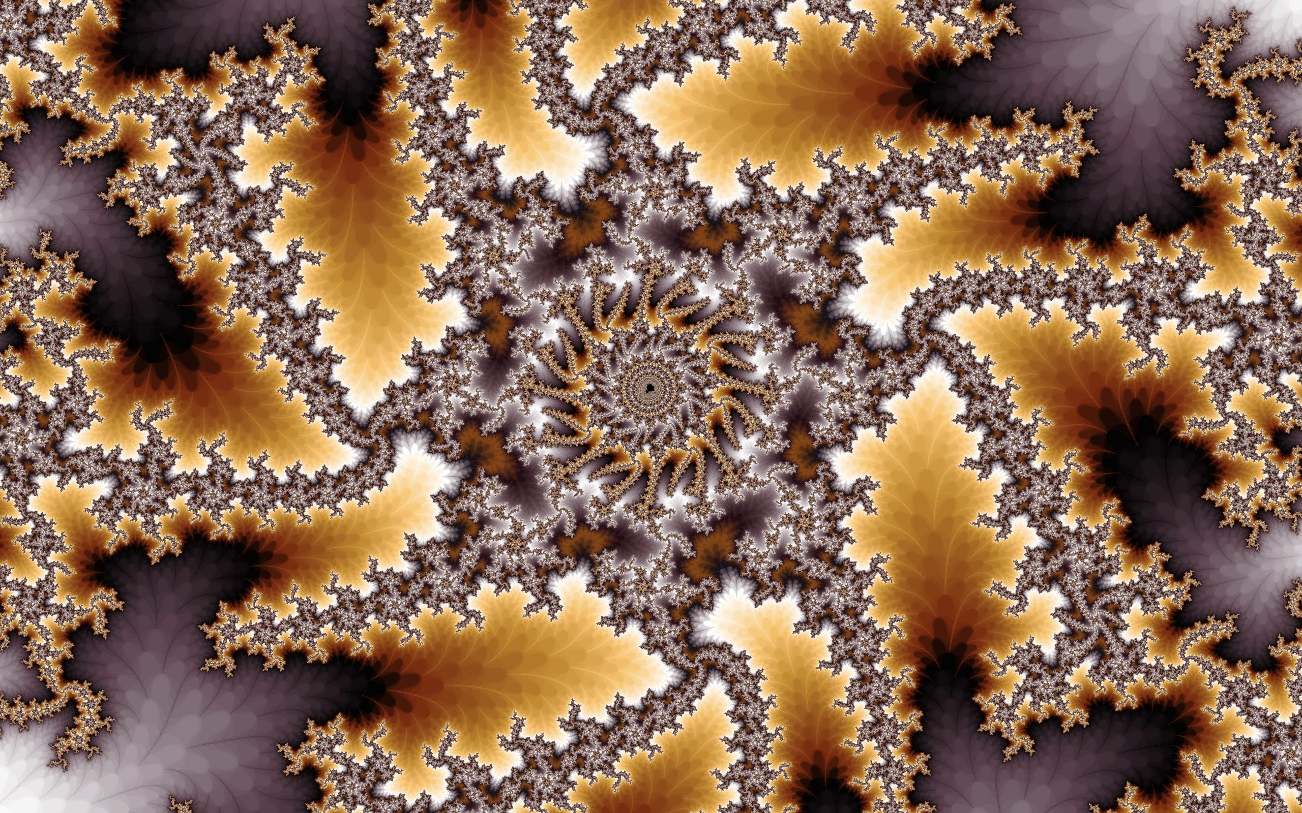 invertebrate, abstract, education, 2K, macro, animal, nature, no people, illness, animal themes, close-up, indoors, sea life, animals in the wild, Mandelbrot, HD Wallpaper