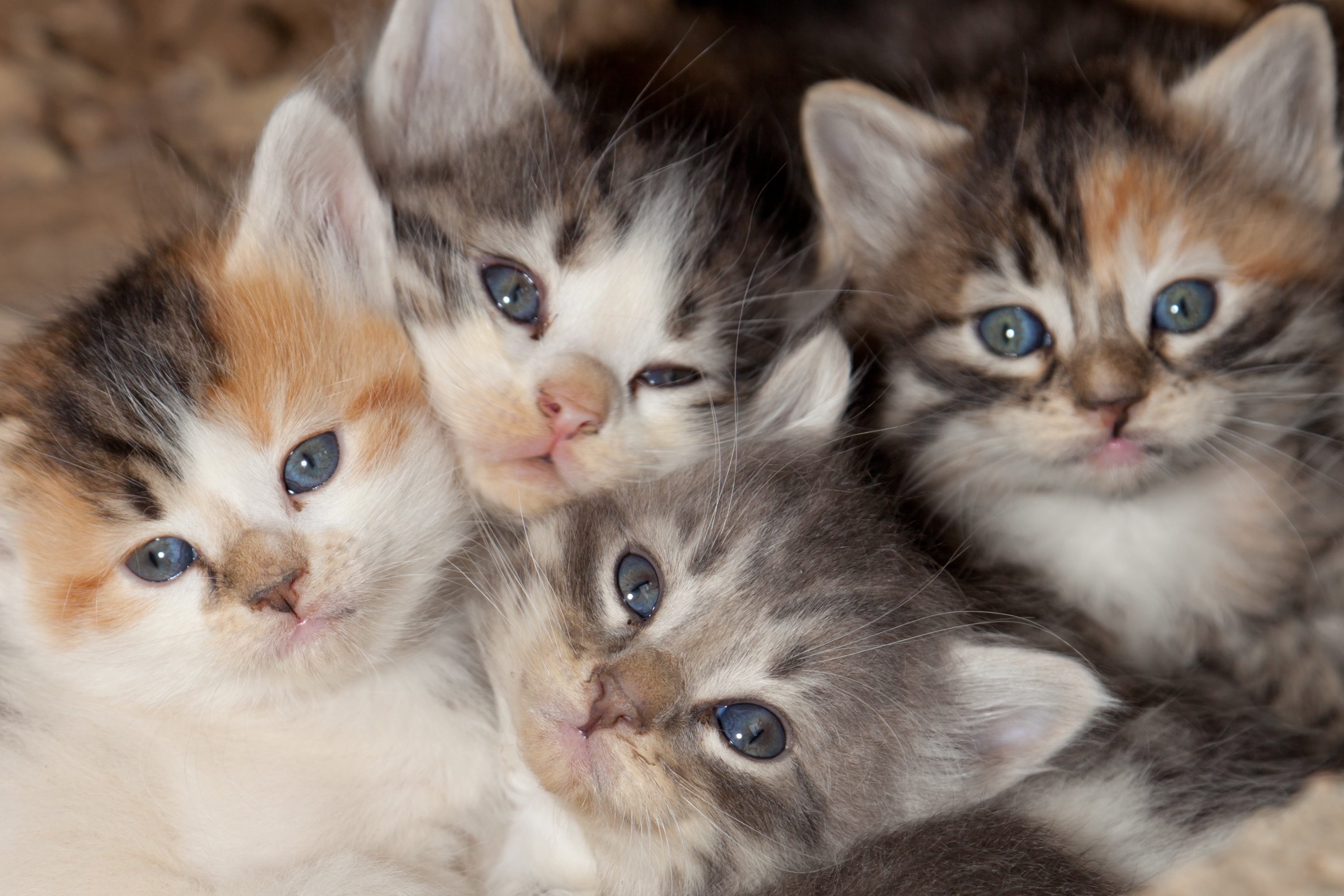 togetherness, 2K, young animal, domestic animals, feline, animal themes, looking at camera, cat, animal, cats, animal eye, indoors, two animals, whisker, HD Wallpaper