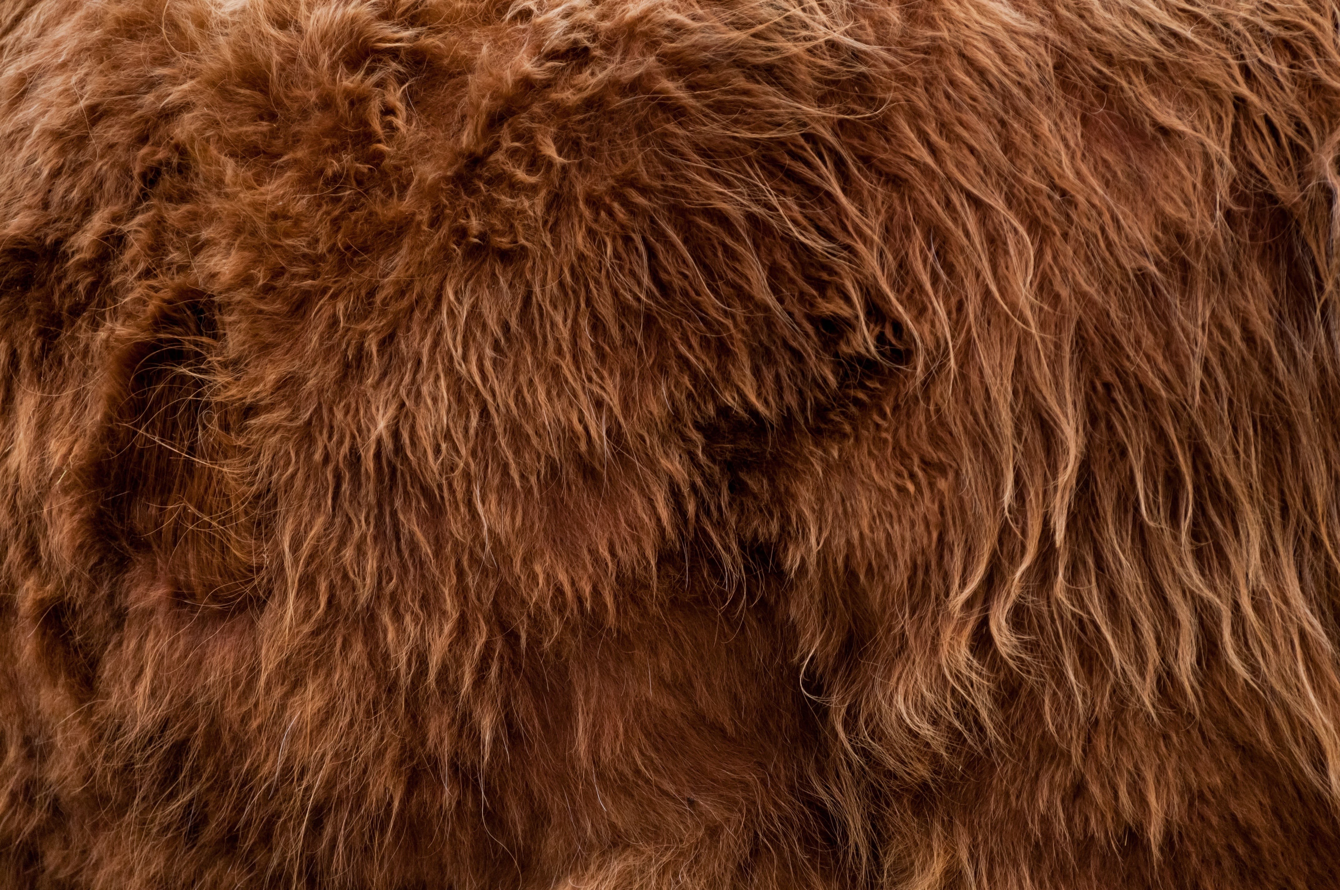 nature, pattern, domestic animals, copy-space, fur, domestic, one animal, 4K, animal body part, animal skin, backgrounds, countryside, close-up, blank-space, HD Wallpaper