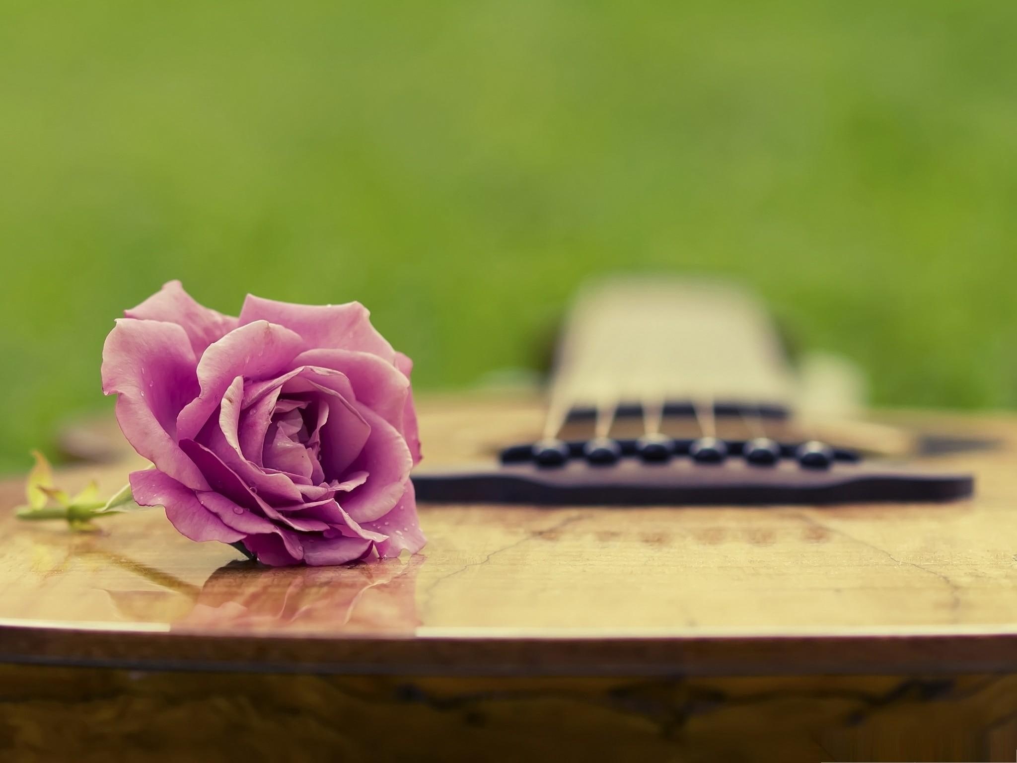 guitar, music, flower, 3d and abstract, 1080P, rose, HD Wallpaper