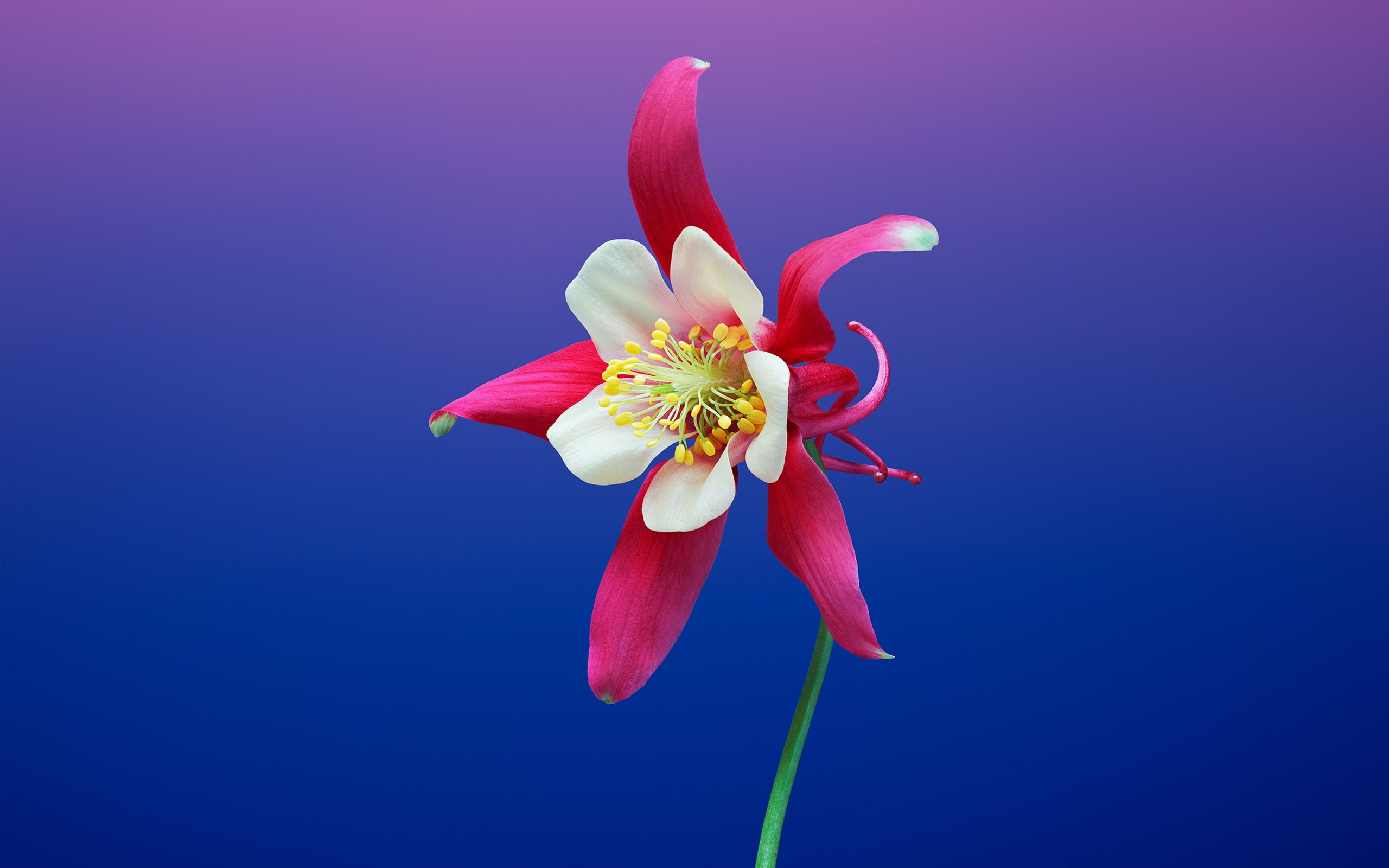 Aquilegia, Stock, iOS, x, 2K, iPhone, flower, HD Wallpaper