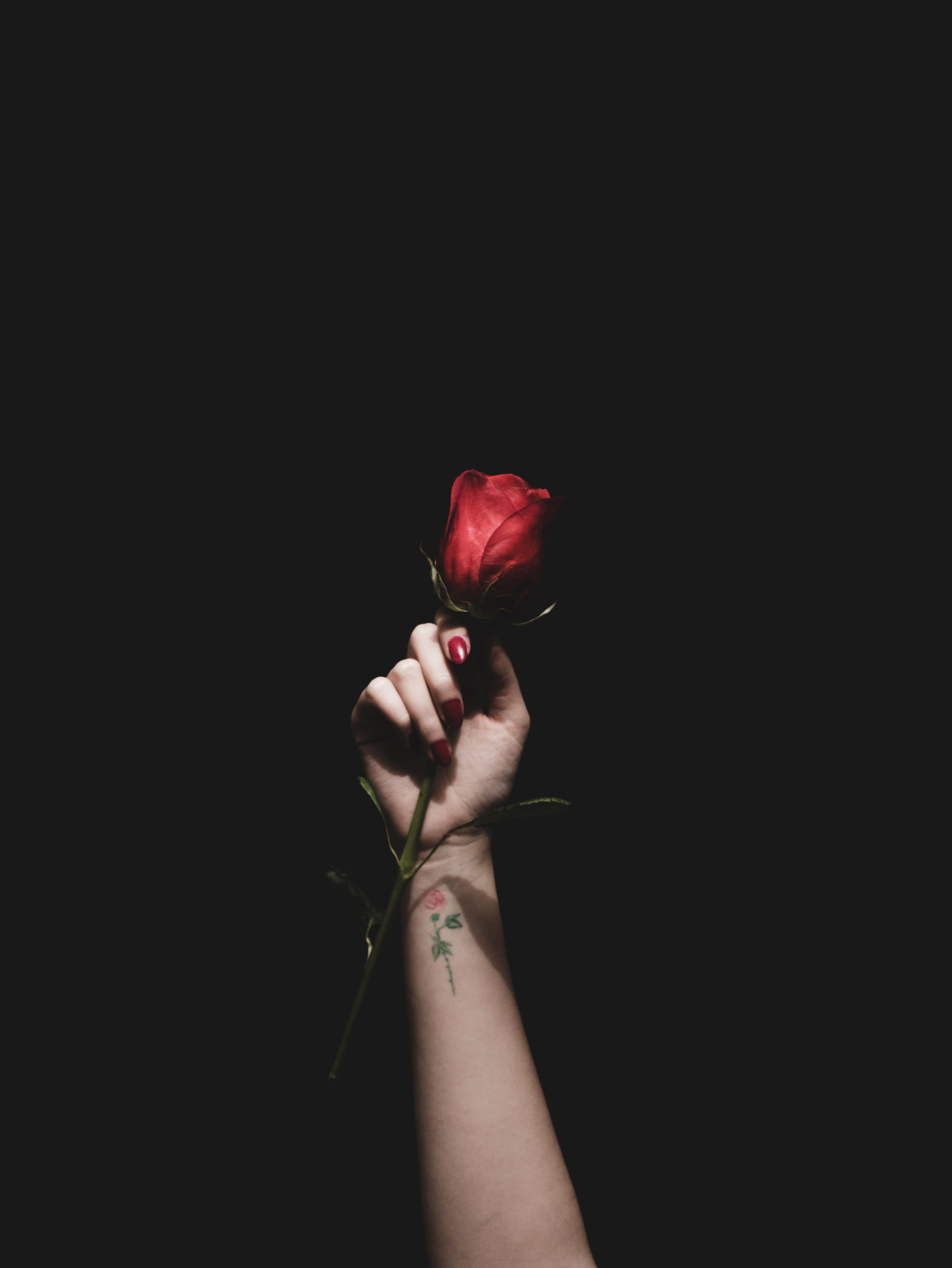 plant, human hand, rose, close-up, beauty in nature, freshness, black background, one person, indoors, fragility, human body part, hand, woman, vulnerability, Phone HD Wallpaper