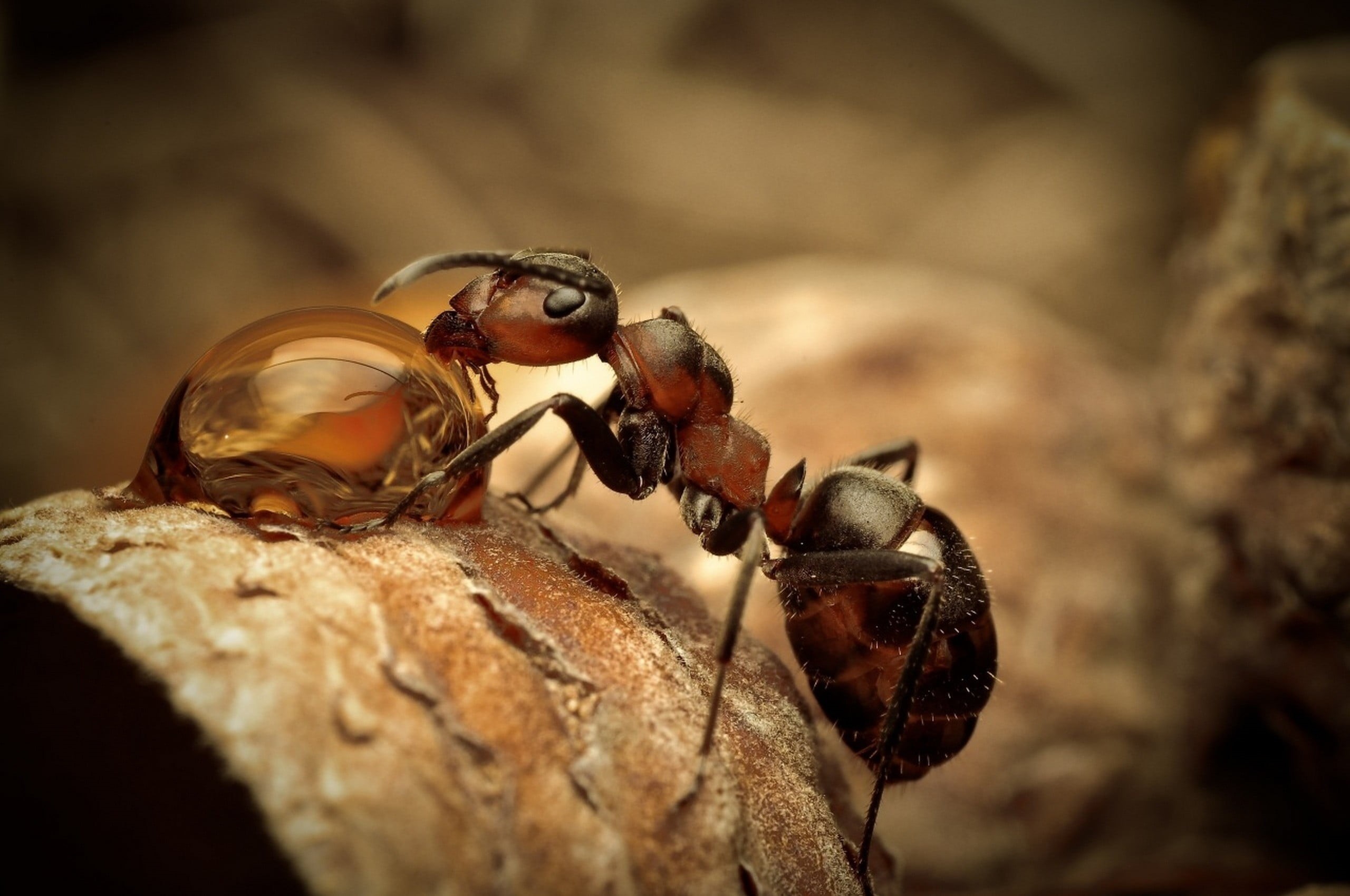 2K, animal, focus on foreground, depth of field, red, wood, two animals, day, selective focus, dry, invertebrate, black, outdoors, food, insect, water drops, HD Wallpaper