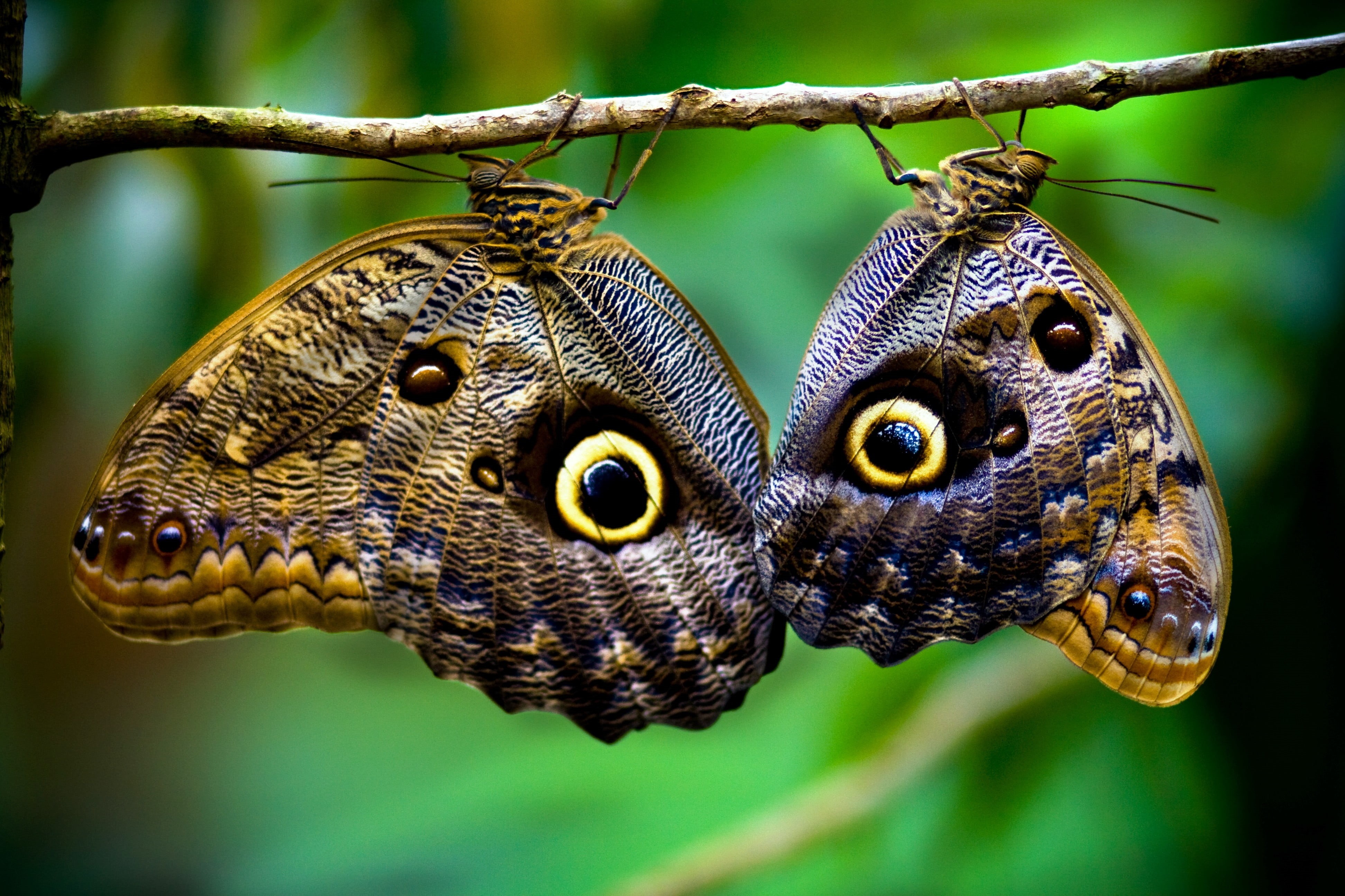 Costa Rica, butterfly, upside down, 4K, eye, closeup, focus on foreground, depth of field, tree, animal themes, animal head, vertebrate, beige, butterflies, HD Wallpaper