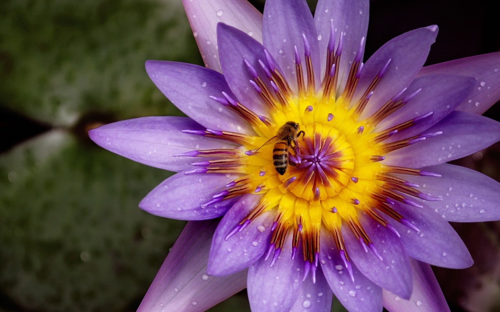 growth, fragility, insect, yellow, inflorescence, pollen, flowers, nature, wet, vulnerability, flower, bees, 720P, close-up, pollination, dew, petal, plants, HD Wallpaper