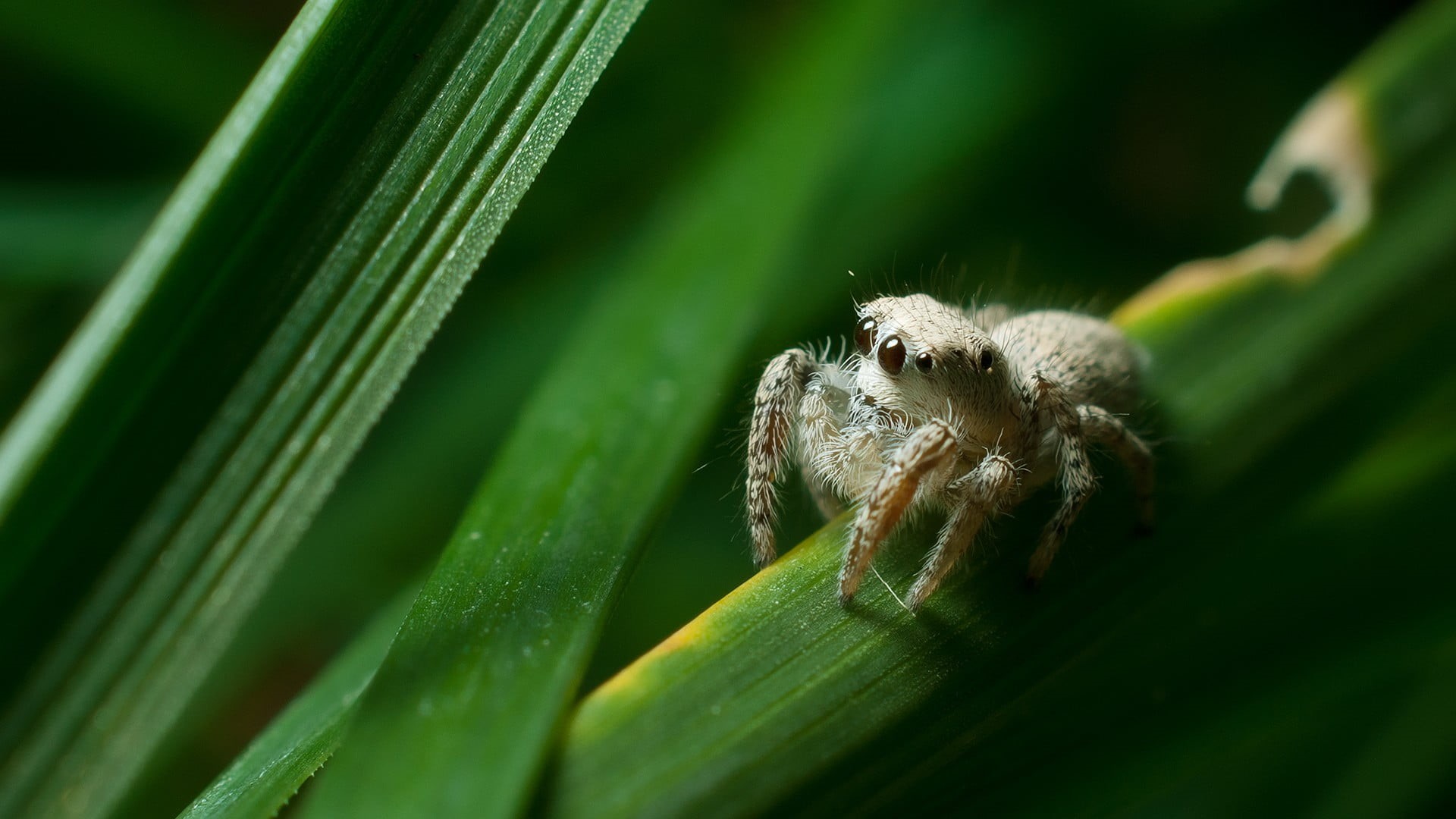tabby, Jumping Spider, insect, animal, white, 1080P, green color, animals in the wild, one animal, day, spider, animal wildlife, invertebrate, plant part, HD Wallpaper