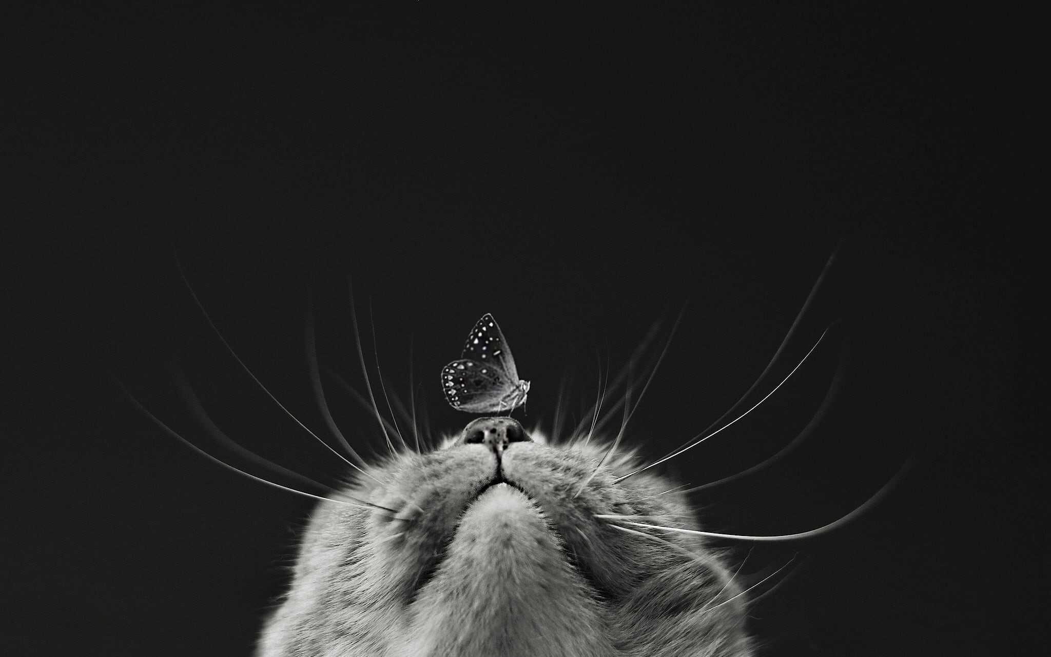 animal themes, mammal, invertebrate, insect, black and white, black background, animal, indoors, monochrome, 1080P, photography, close-up, arthropod, copy space, HD Wallpaper