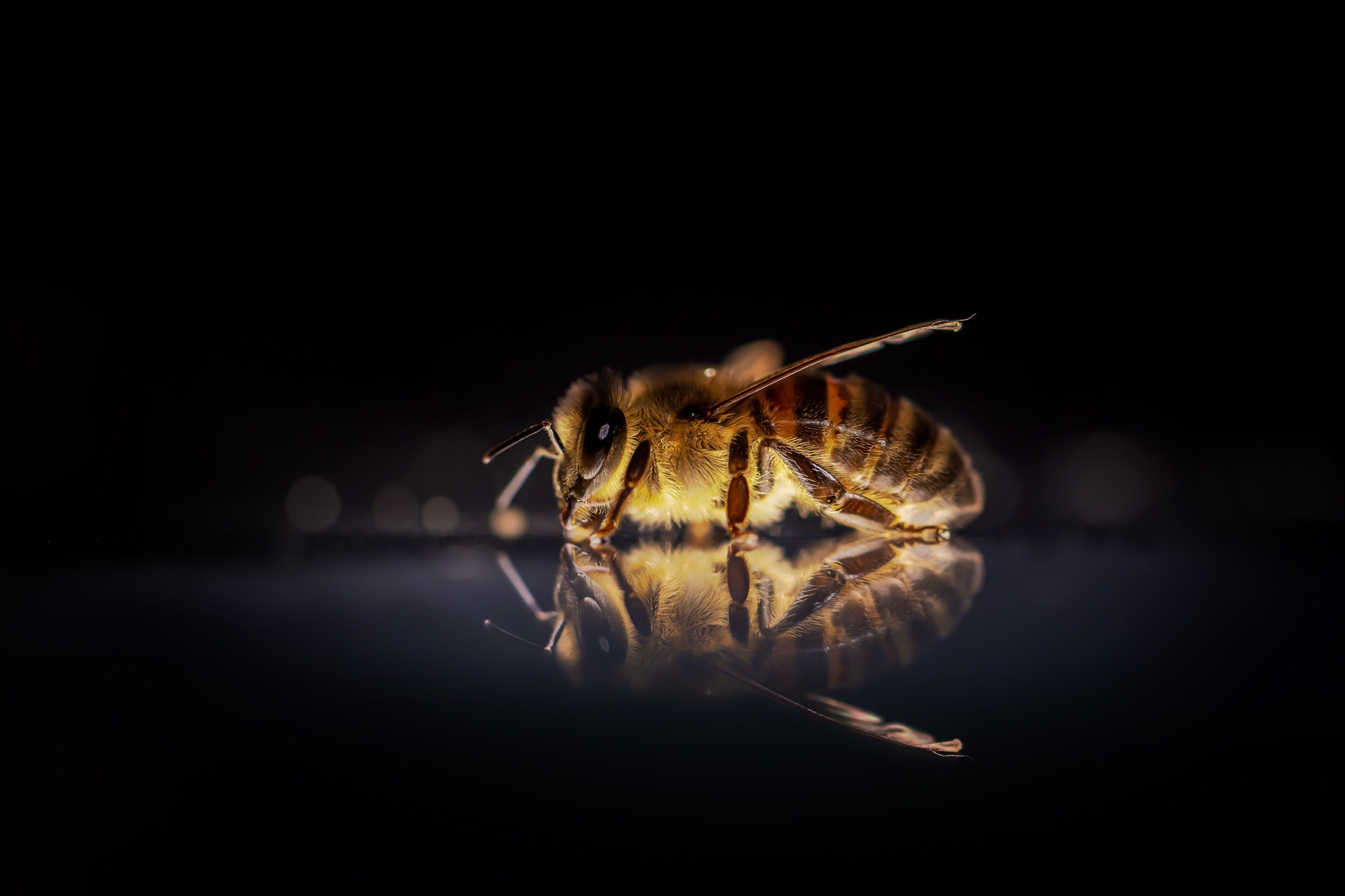 invertebrate, focus on foreground, beekeeping, close-up, insect, honey bee, animal, 4K, bee, indoors, selective focus, animals in the wild, studio shot, HD Wallpaper