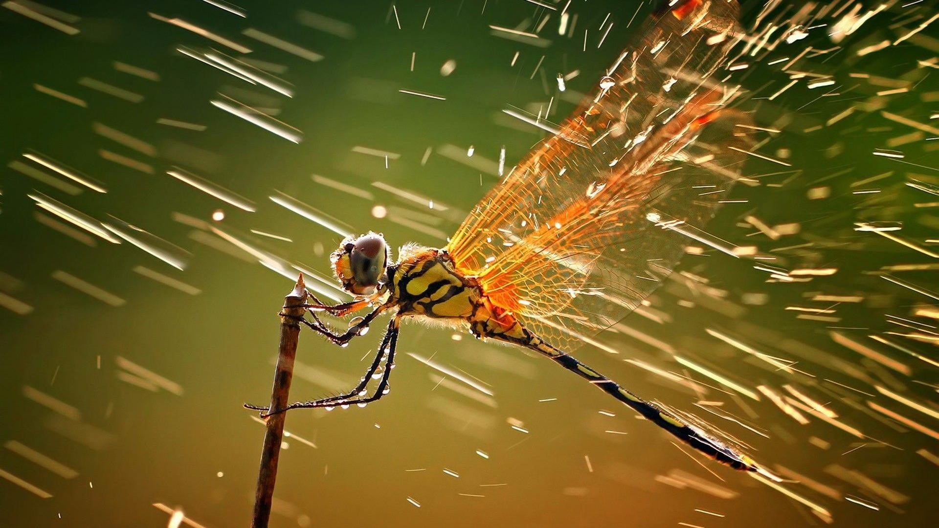 arthropod, animal, rain, animals, survival, animal themes, insect, spider, day, spider web, outdoors, arachnid, invertebrate, 1080P, orange, black, wildlife, HD Wallpaper