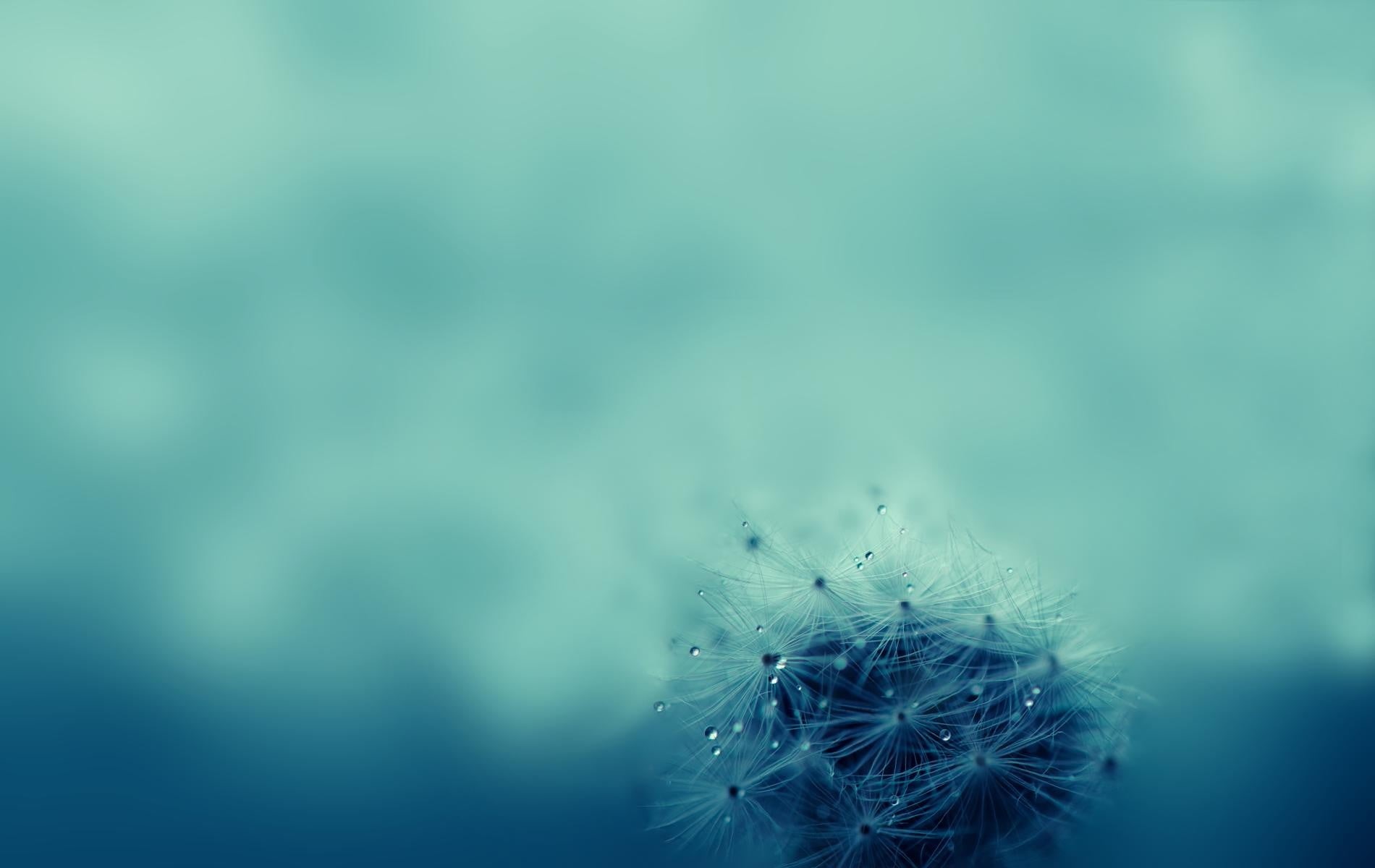 720P, focus on foreground, outdoors, plants, beauty in nature, arachnid, closeup, fragility, spider, plant, close-up, animal, vulnerability, water drops, HD Wallpaper