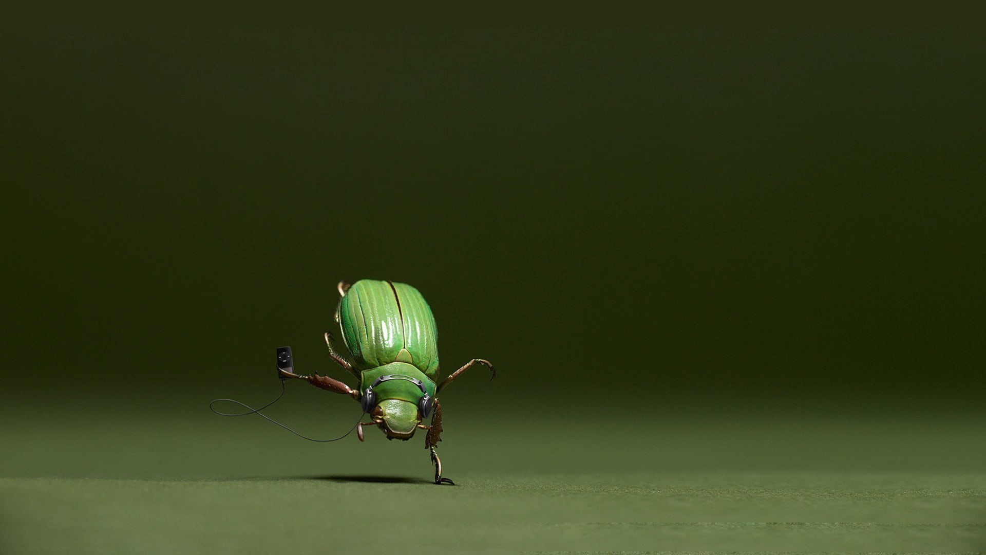 close-up, green color, 1080P, invertebrate, fly, humor, animals, copy space, arthropod, animal themes, digital art, macro, animal wing, animals in the wild, HD Wallpaper