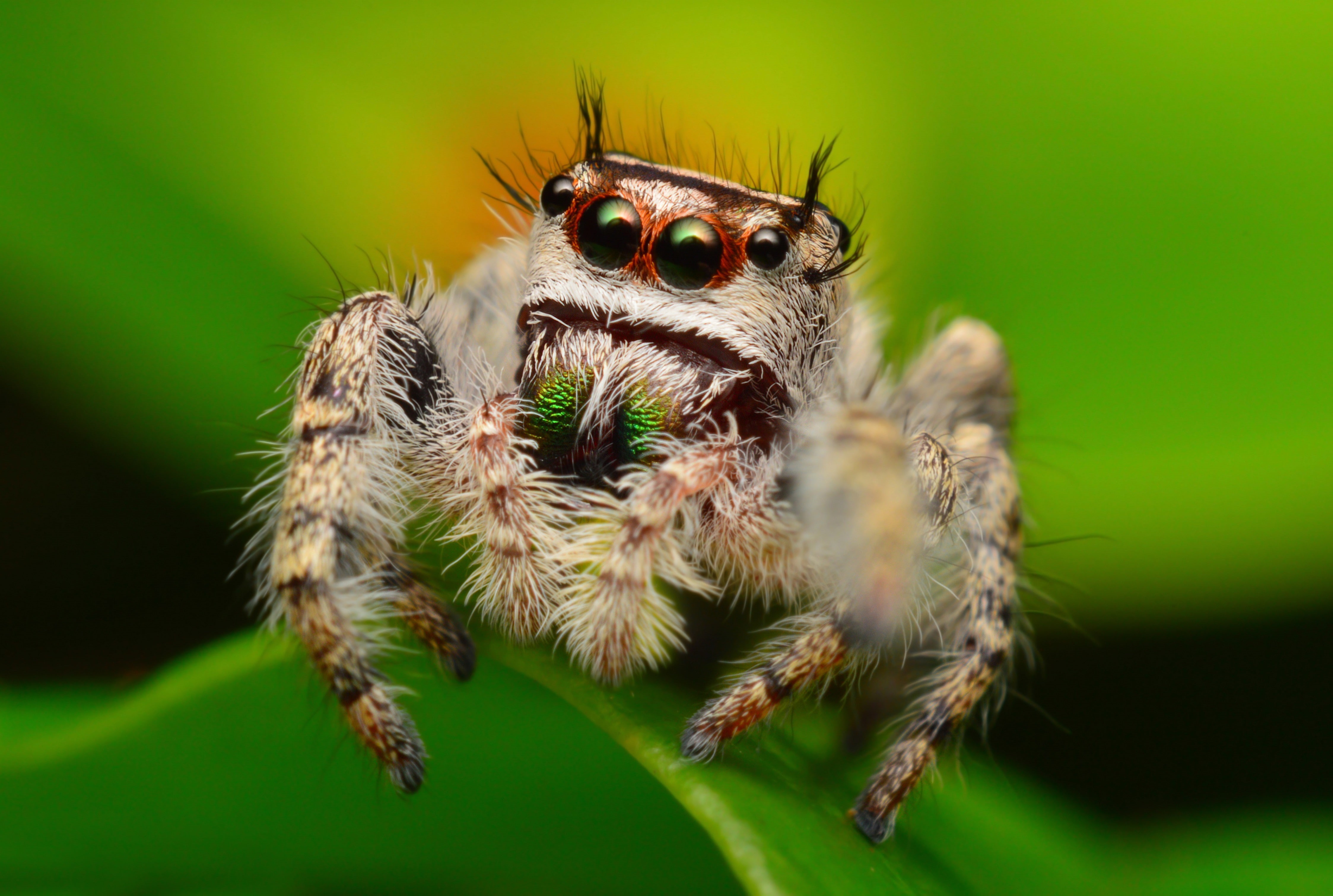 close-up, animal eye, animal themes, animal, no people, 4K, outdoors, spider, green color, Jumping Spider, arthropod, plant, zoology, animals in the wild, HD Wallpaper