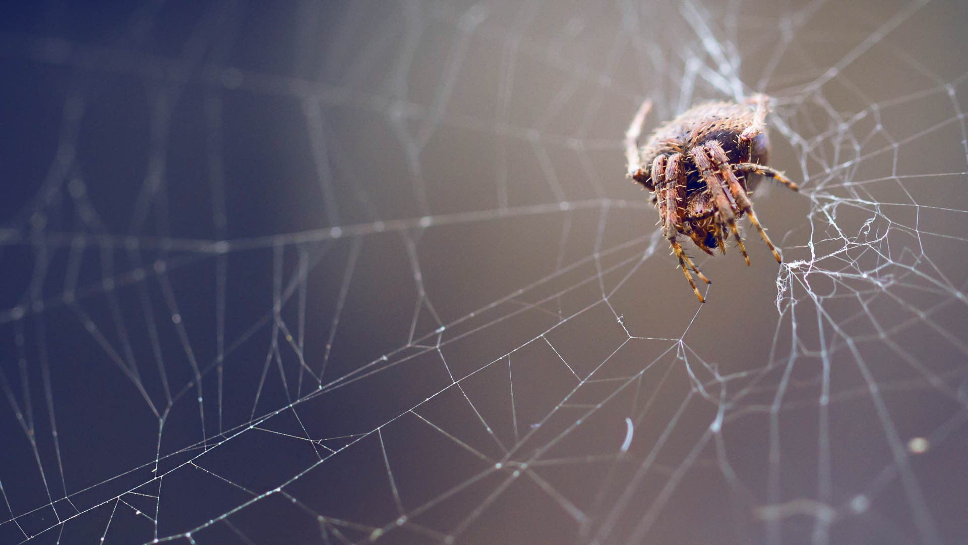 invertebrate, arachnid, spider, complexity, no people, zoology, animal body part, spider web, macro, close-up, animal wildlife, survival, outdoors, selective focus, HD Wallpaper