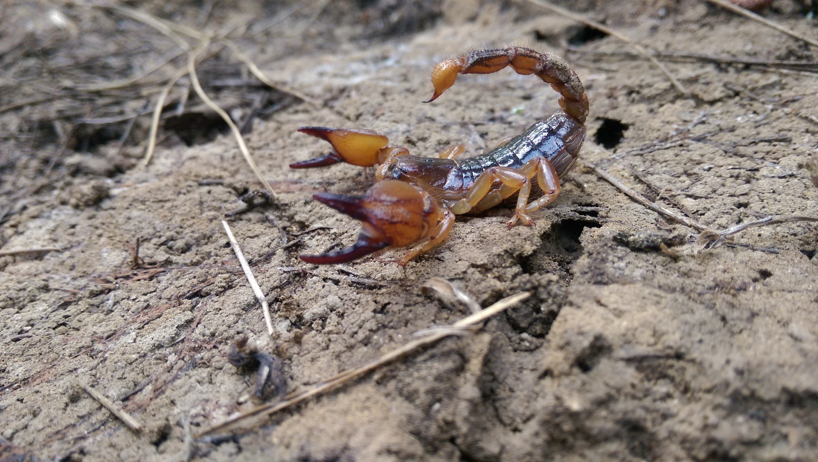 land, 2K, one animal, invertebrate, field, wood - material, animal wildlife, animal themes, outdoors, Arachnid, insect, animal, crab, day, selective focus, HD Wallpaper