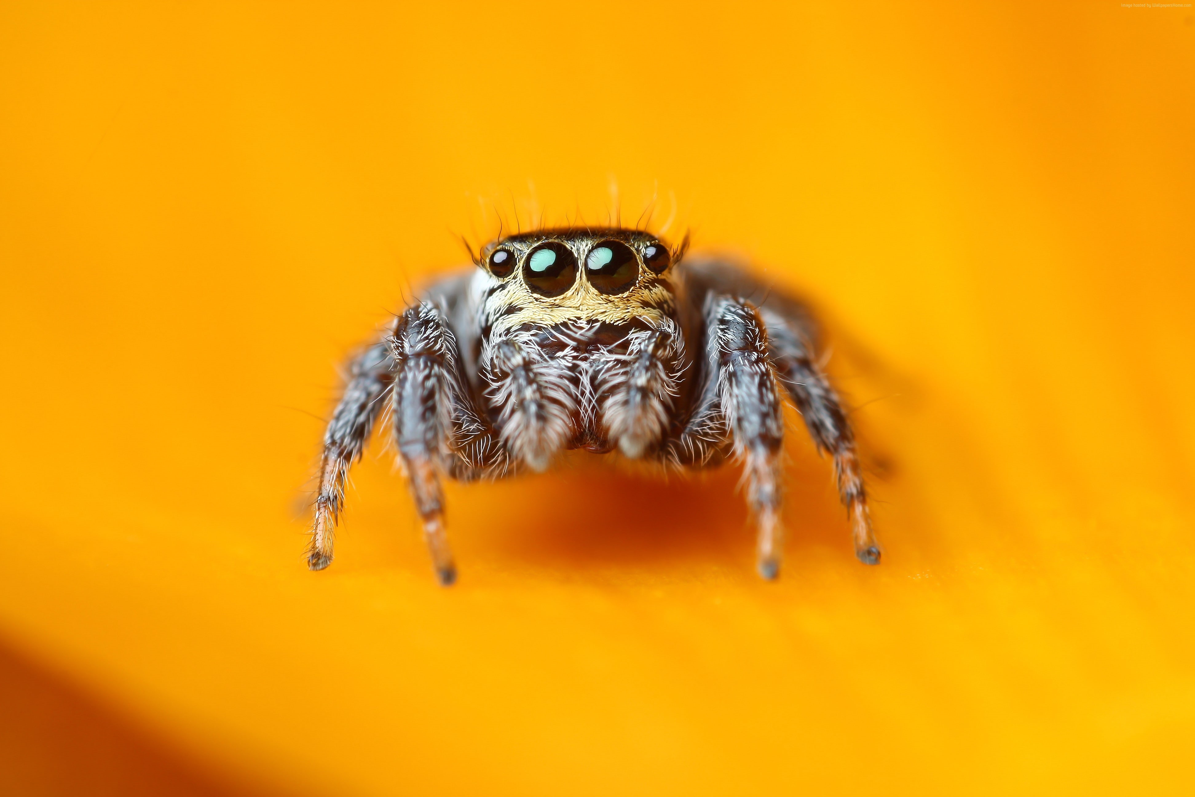 insects, black, eyes, macro, cute, yellow, 4k, 4K, Jumping Spider, 5k, arachnid, HD Wallpaper