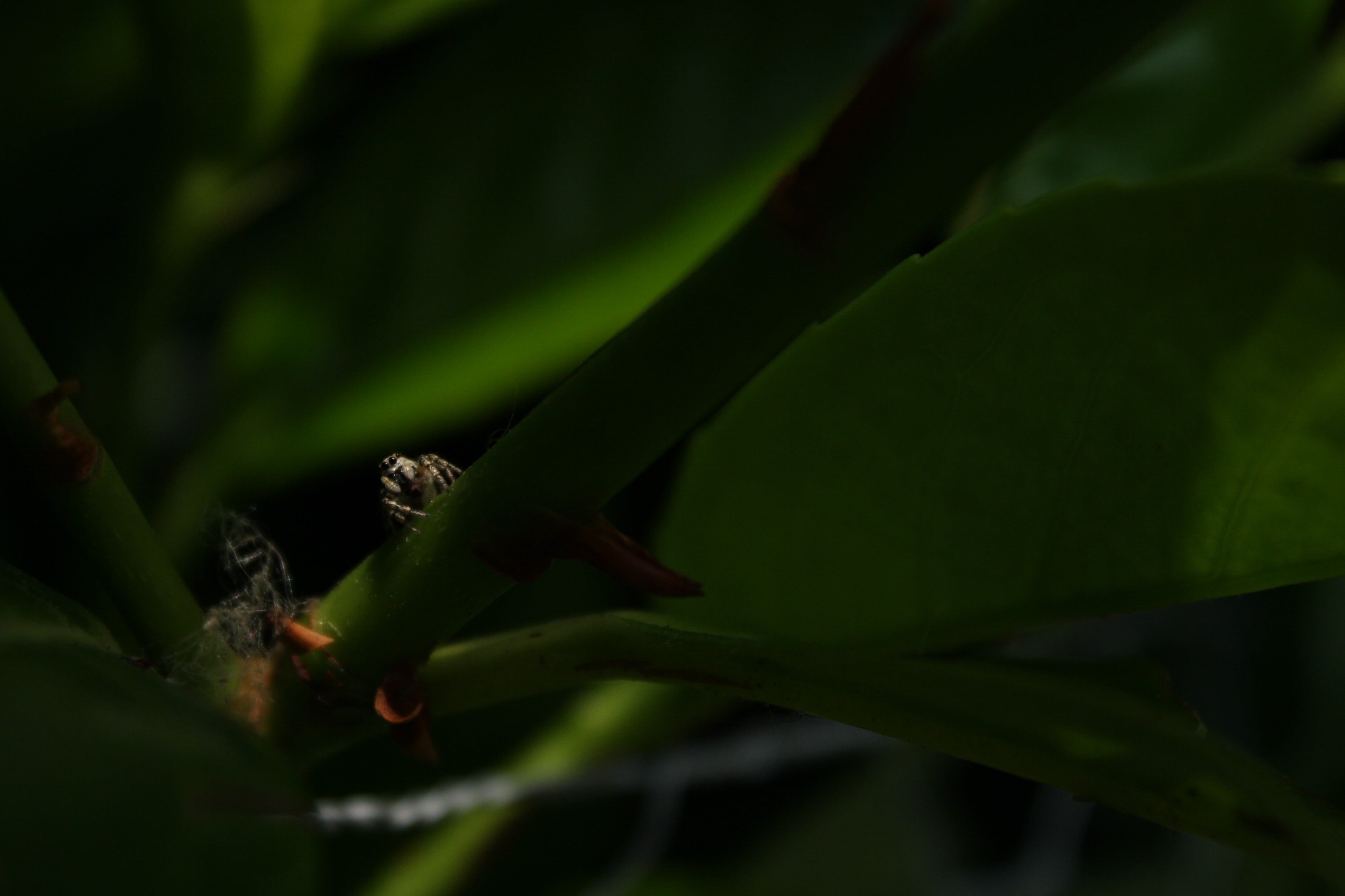 no people, Arachnids, natural light, insect, animals in the wild, green color, one animal, plant part, close-up, macro, animal wildlife, growth, day, animal body part, HD Wallpaper
