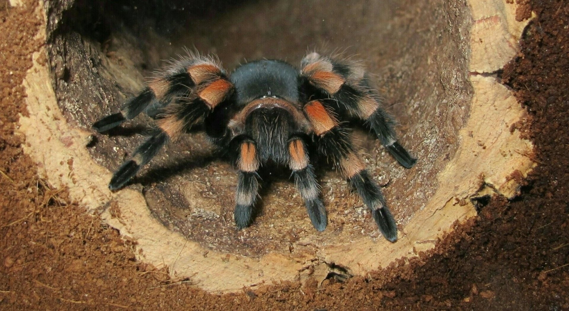 Arachnid, Spider, Tarantula, 1080P, Spiders, HD Wallpaper
