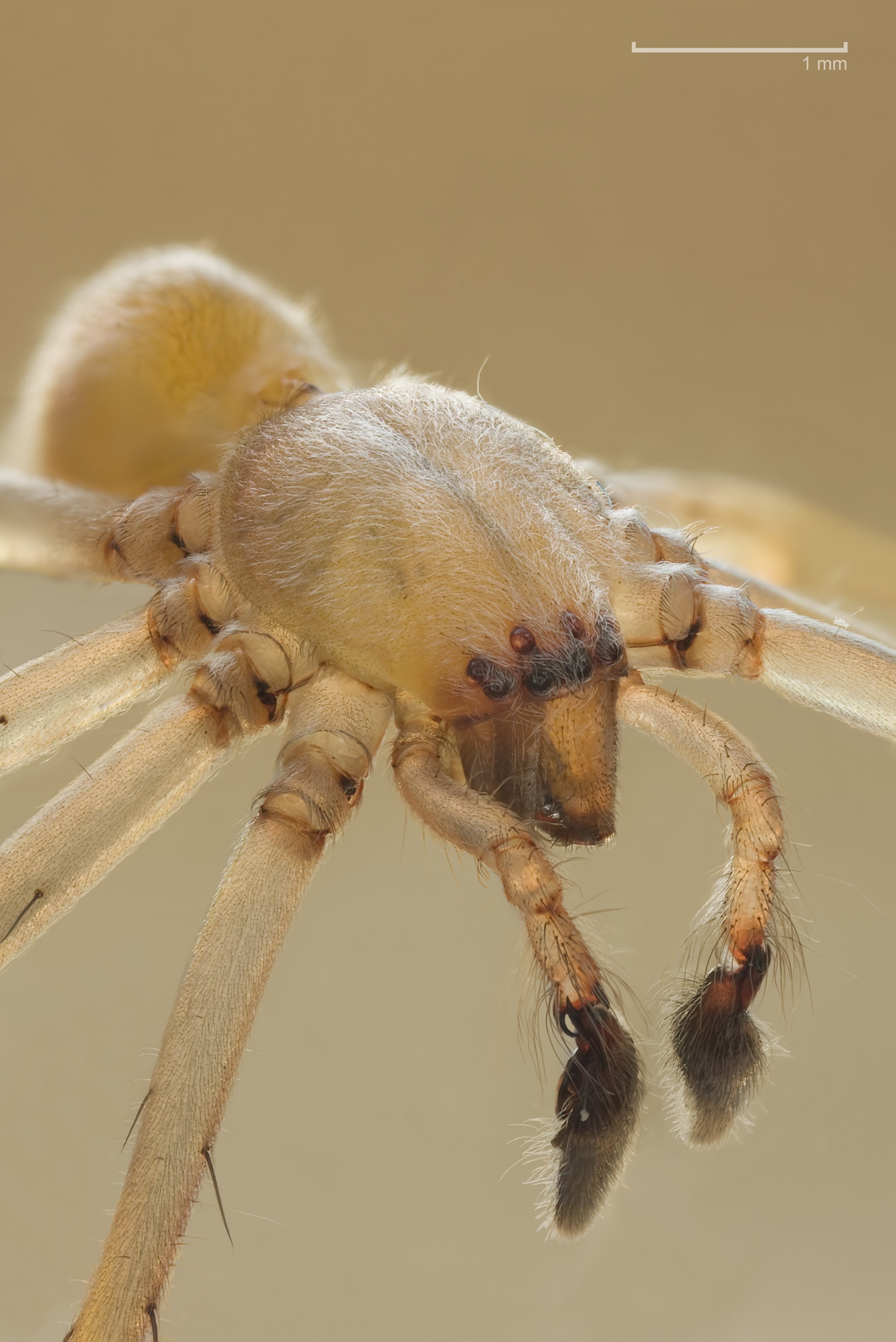 animal body part, insect, Arachnid, arthropod, 2K, one animal, close-up, focus on foreground, animals, invertebrate, animals in the wild, spider, limb, Phone HD Wallpaper