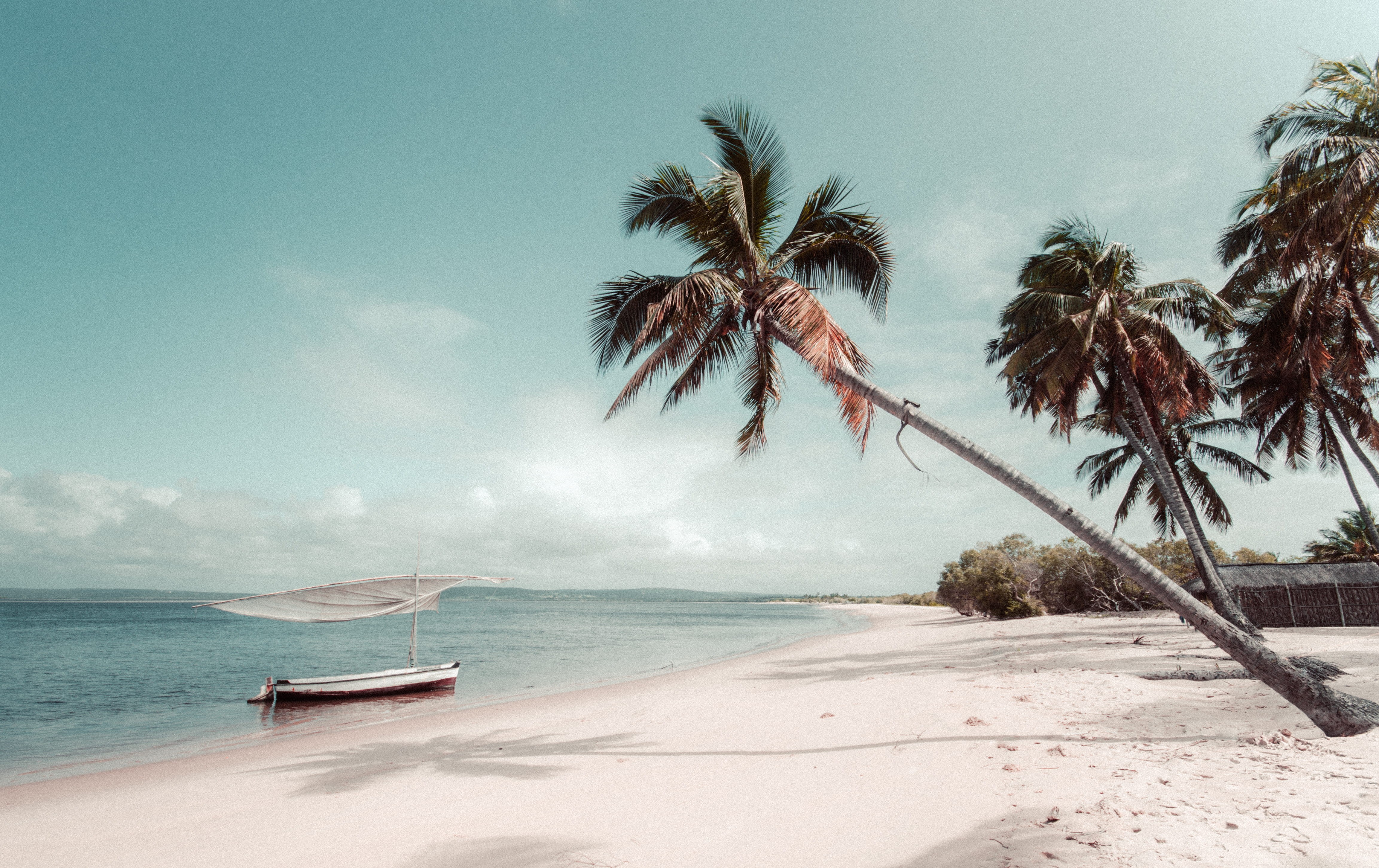 no people, cloud - sky, tree, coconut palm tree, water, vehicle, outdoors, plant, coconut, sea, tropical tree, beside, land, palm, invertebrate, grey, shoreline, HD Wallpaper