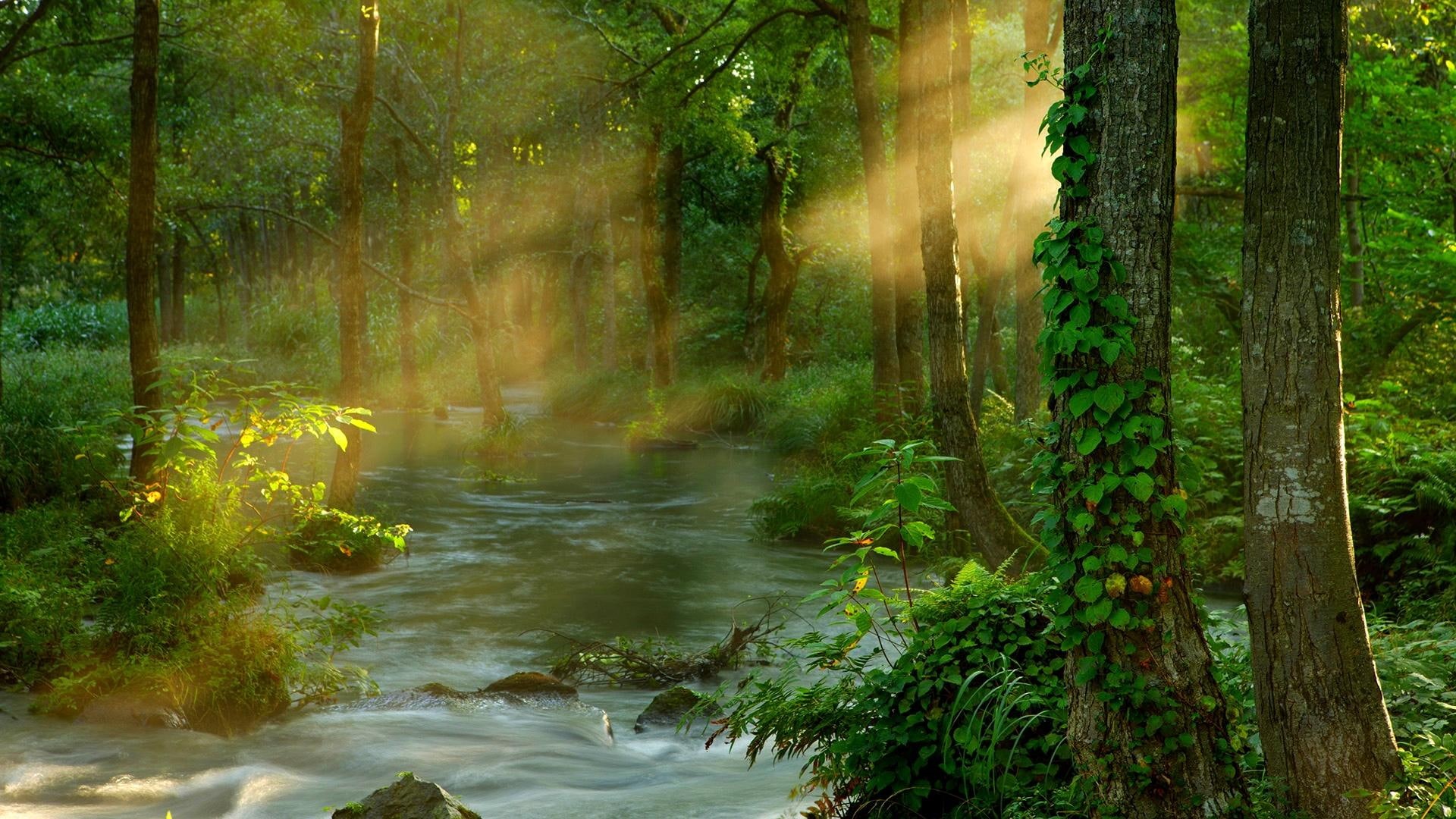 asia, landscape, ethereal, beauty, japan, natural world, water, sunbeams, forest, east asia, sunbe, time exposure, 1080P, HD Wallpaper