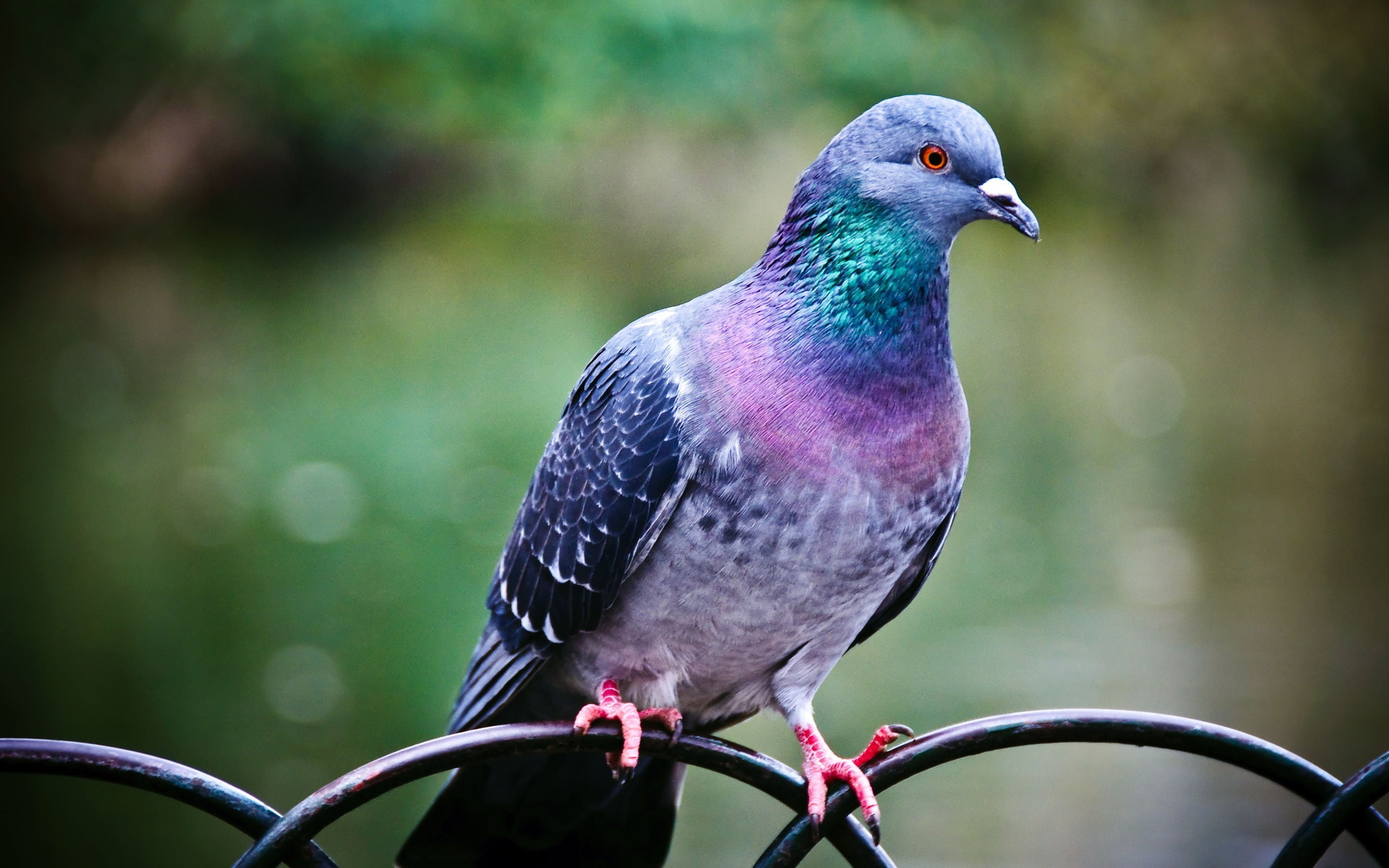 no people, animal wildlife, depth of field, nature, animal, plant, 2K, bird, songbird, close-up, beauty in nature, birds, day, pigeon, one animal, green, HD Wallpaper