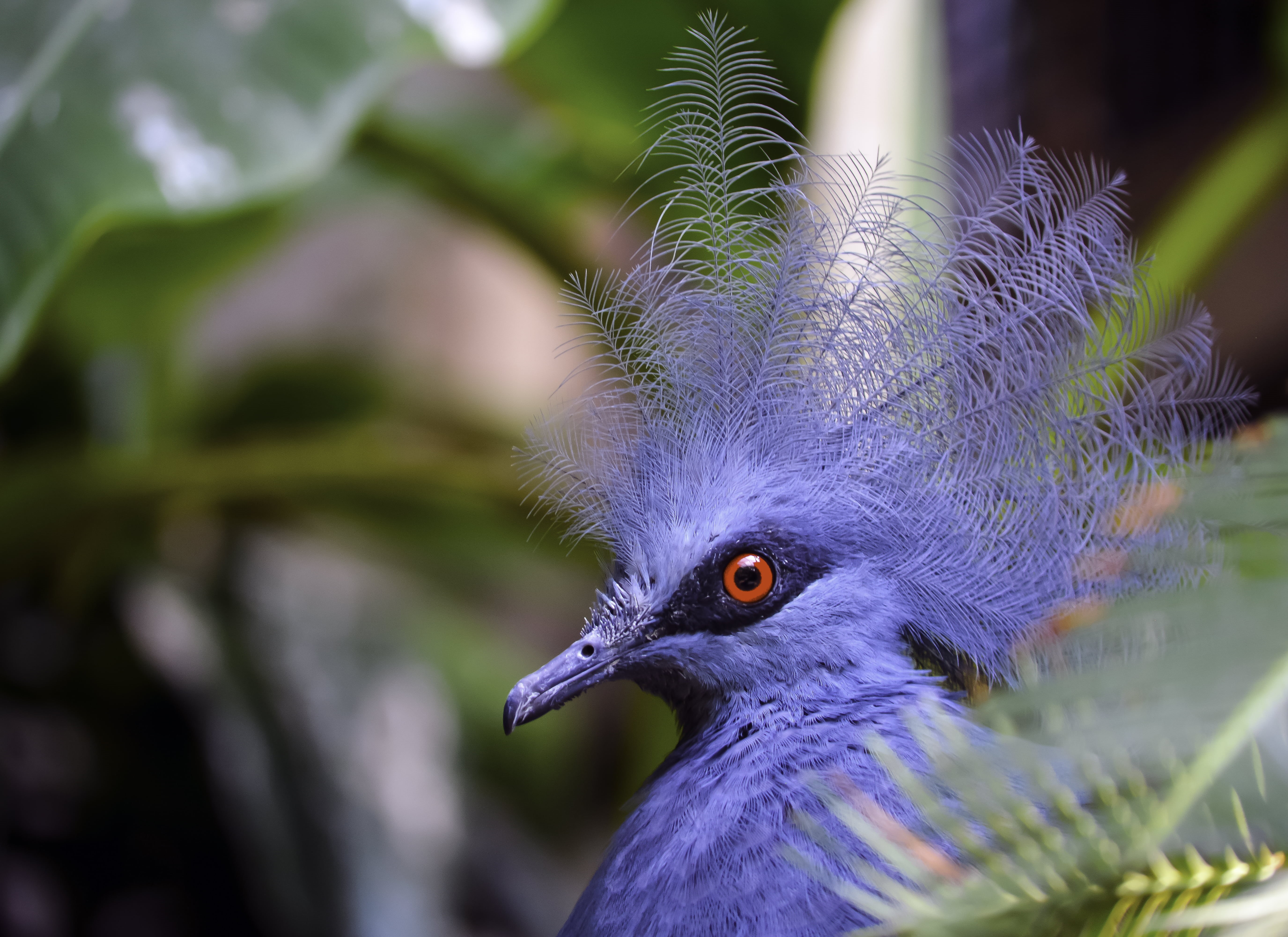 pigeon, spiky, exotic, bird, nature, close-up, blue, animal, Blue Crowned Pigeon, spiky hair, purple, red eyes, crowned, 5K, wildlife, hair, feather, beak, HD Wallpaper