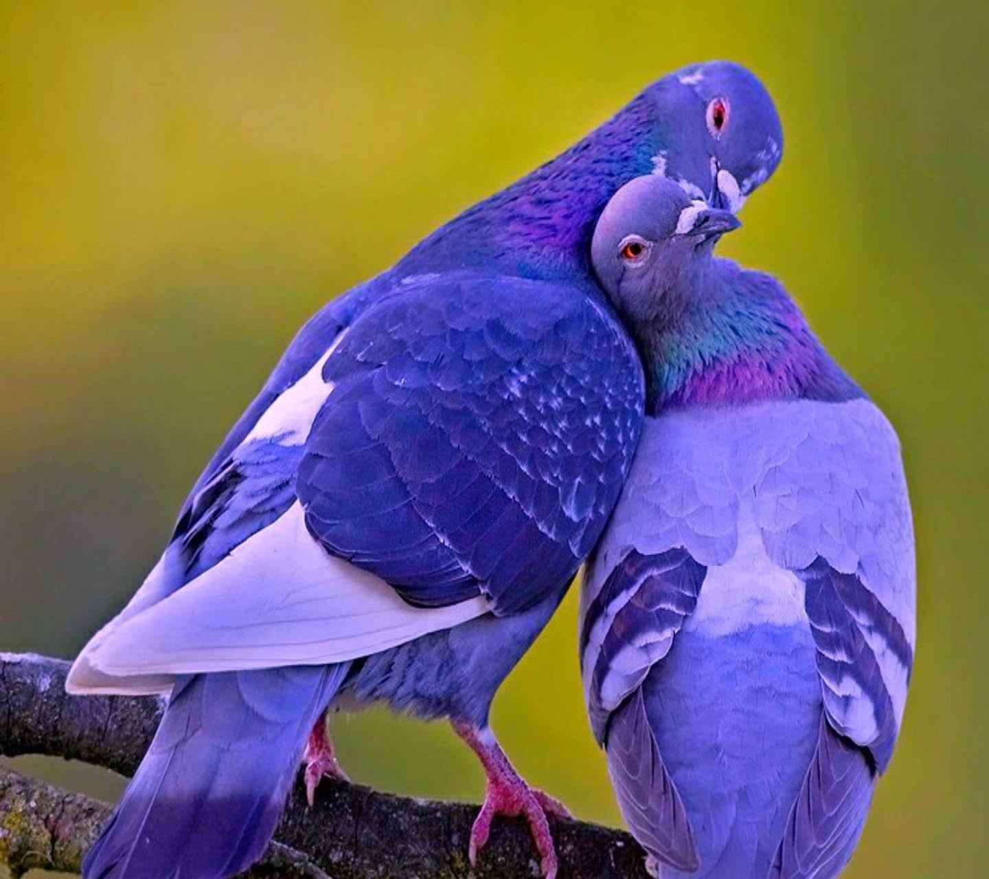 animals in the wild, pigeons, animal wildlife, outdoors, beauty in nature, group of animals, close-up, animal family, vertebrate, nature, no people, day, HD Wallpaper