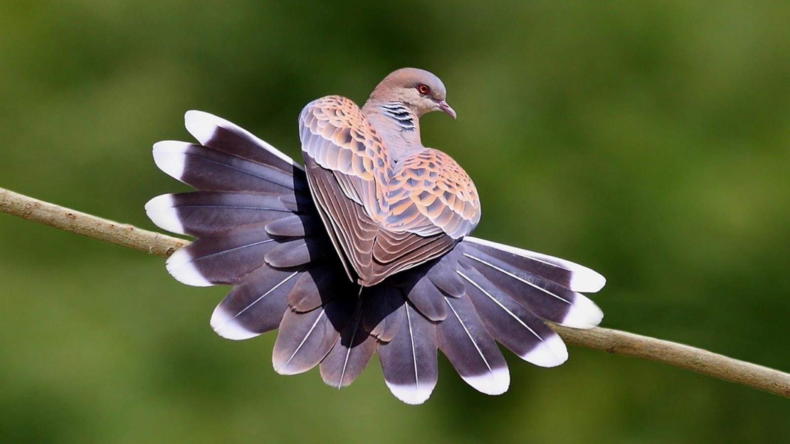 animal themes, plant, animal wildlife, no people, one animal, flying, day, vertebrate, close-up, outdoors, 720P, focus on foreground, animals in the wild, HD Wallpaper