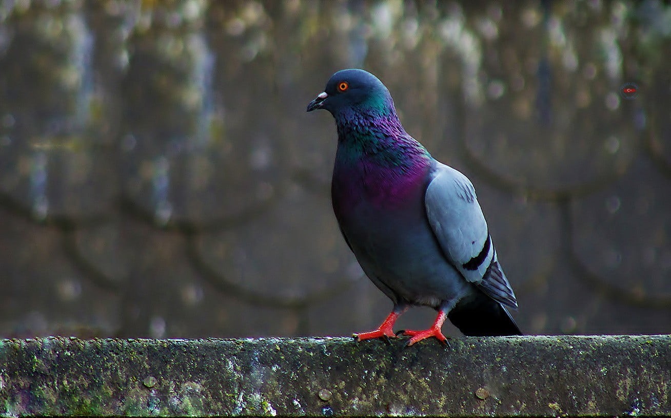 animals, pigeons, bird, no people, looking, day, birds, dove - bird, one animal, 720P, beauty in nature, outdoors, vertebrate, focus on foreground, full length, HD Wallpaper