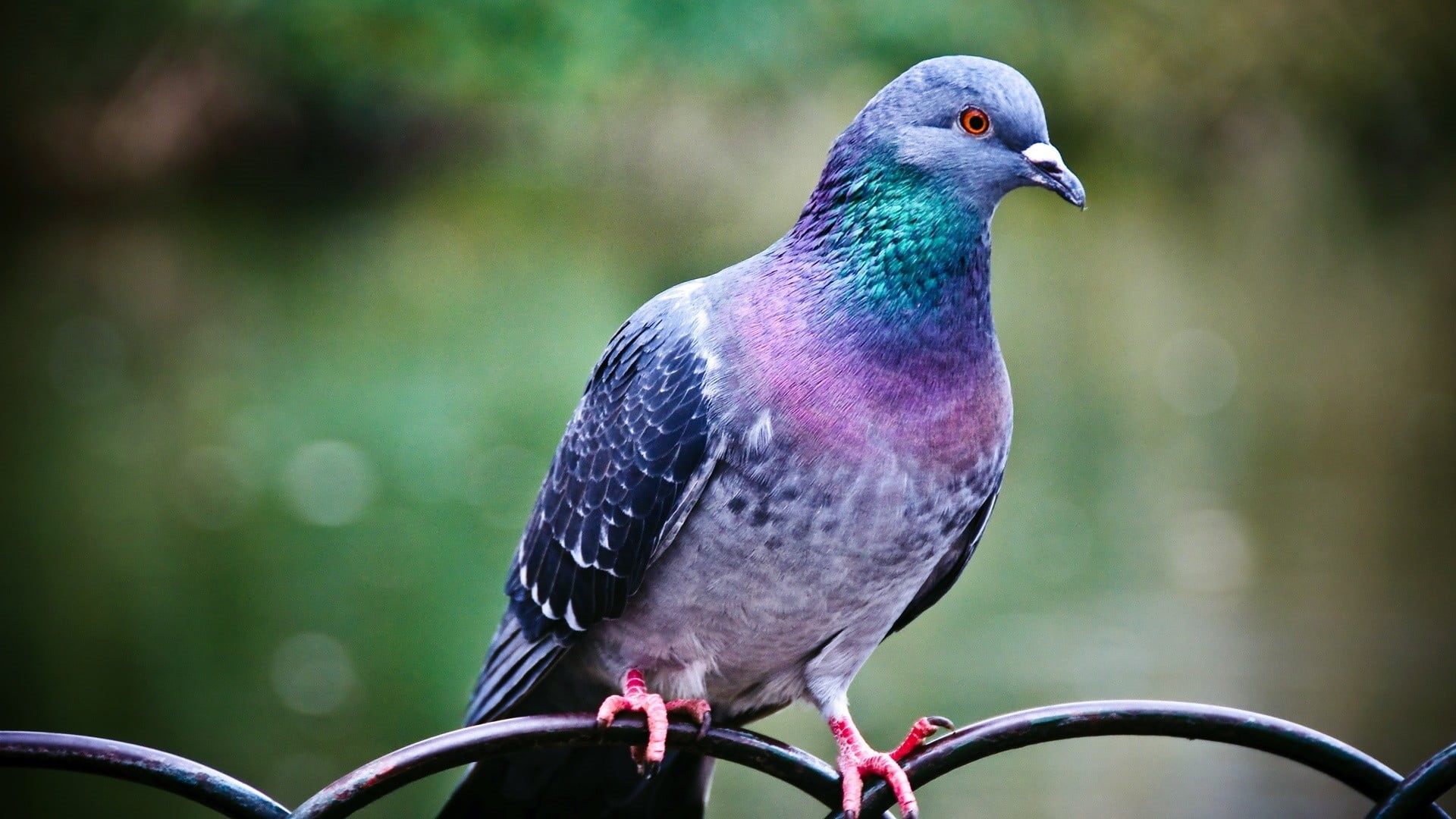 full length, vertebrate, 1080P, animals, pigeon, animal, focus on foreground, pigeons, looking, nature, bird, outdoors, perching, one animal, animals in the wild, HD Wallpaper