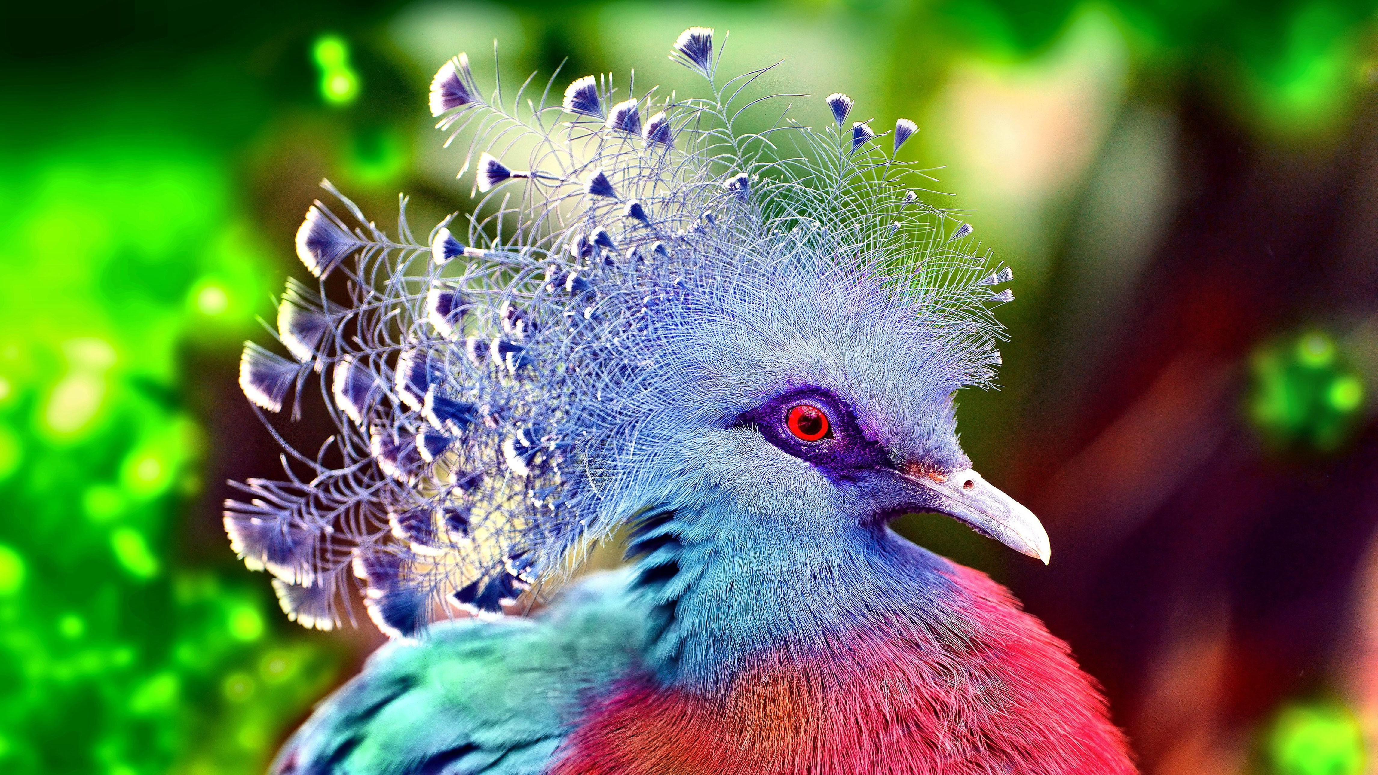 mobiles, desktop, victoria, pigeon, crown, birds, crowned, head, k, beautiful, 4K, world, hd, ultra, HD Wallpaper