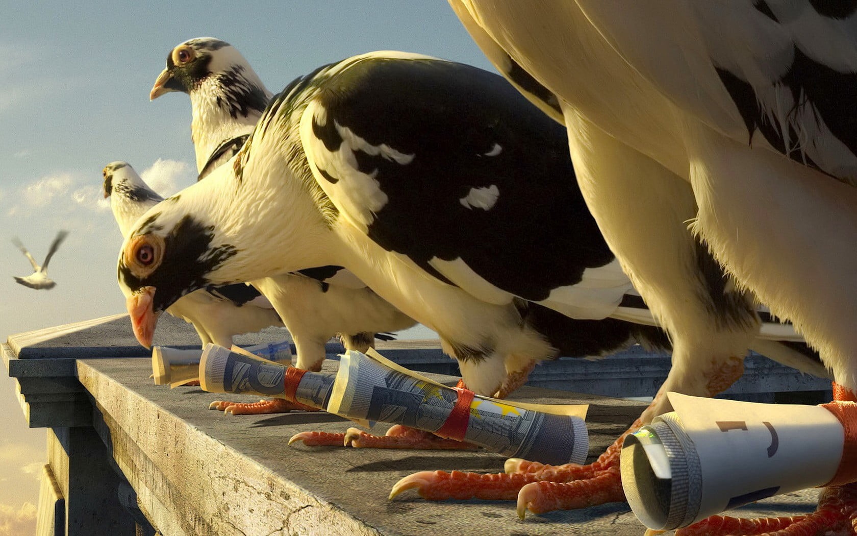 nature, animals in the wild, rooster, feather, black, pigeons, birds, flying, beak, food, figurine, day, seagull, bird, animal, money, animal themes, eating, HD Wallpaper