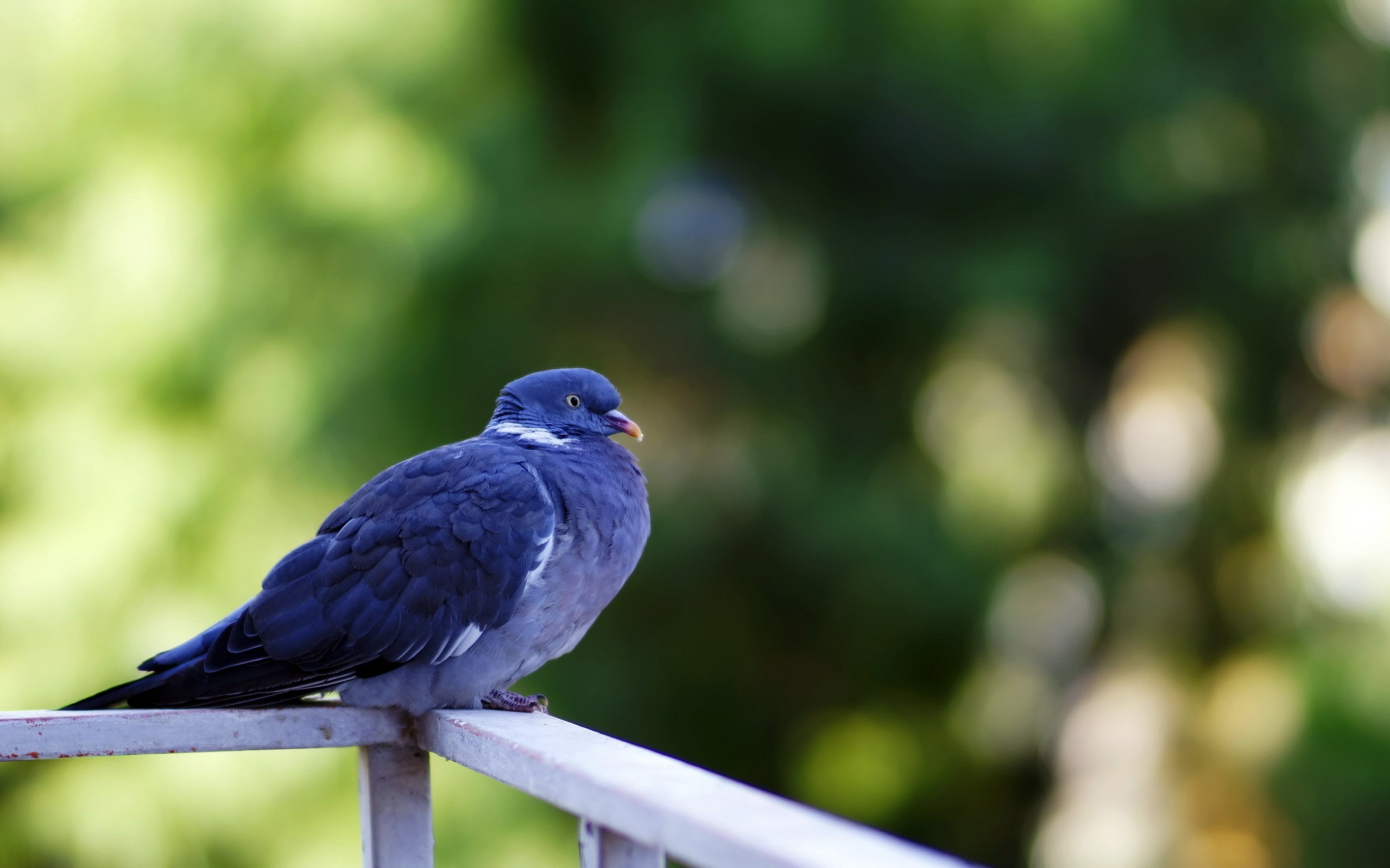 pigeons, 2K, birds, HD Wallpaper