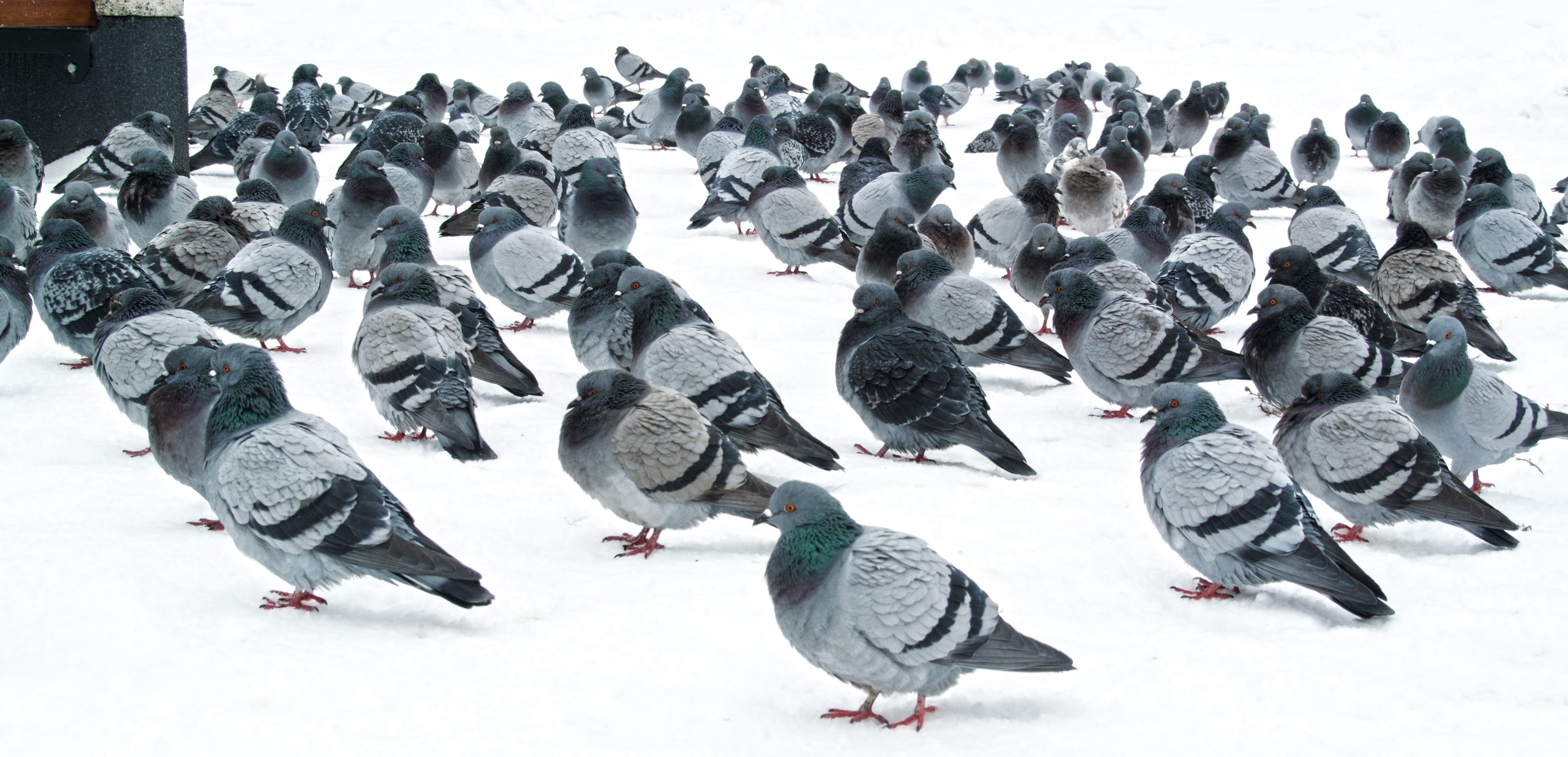 vertebrate, bird, land, animal themes, cold temperature, beauty in nature, animals in the wild, flock of birds, group of animals, large group of animals, HD Wallpaper