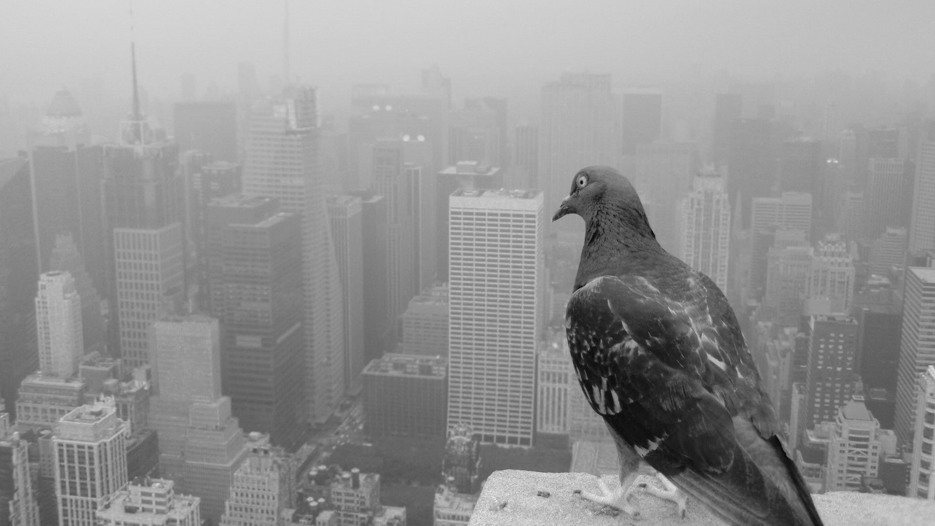 monochrome, birds, 1080P, animals, cityscape, pigeons, HD Wallpaper